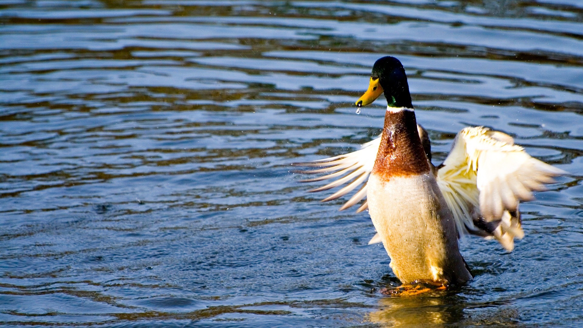 ente wasser see schwimmbad vogel wasservögel tierwelt stockente vögel schwimmen im freien natur fluss reflexion tier