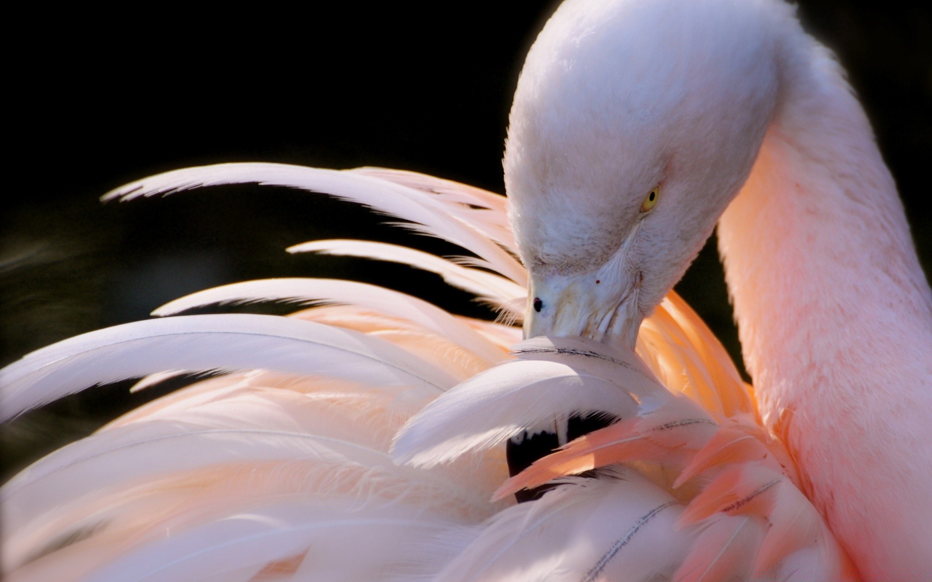 flamingo ptak dzikie wody natura zwierząt pióro na zewnątrz pojedynczy dziób morze skrzydło portret