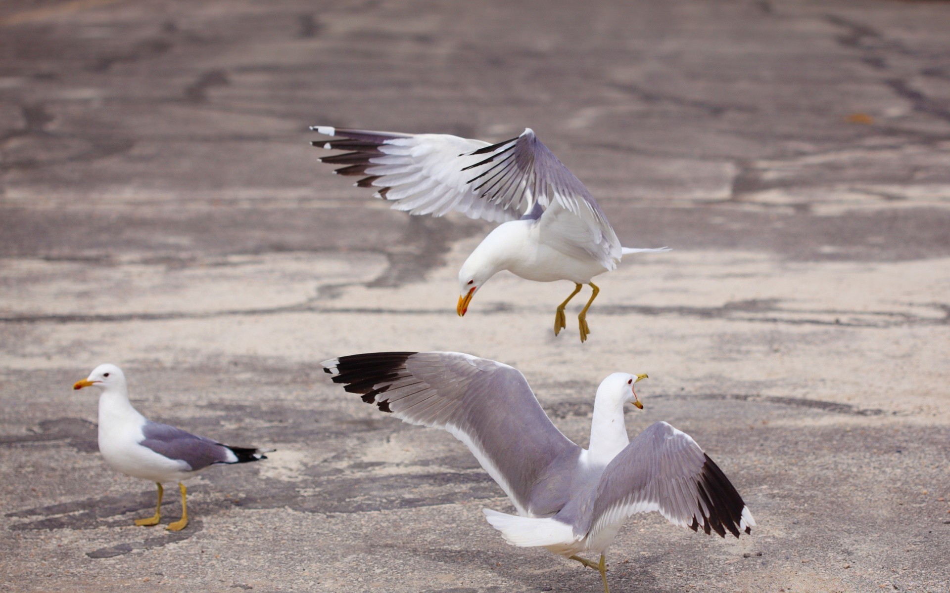 martı kuş martılar yaban hayatı geçiş yumuşatma hayvan uçuş gaga su kuşları sinek kuşlar su doğa kanat vahşi deniz kuşlar avian göl ördek