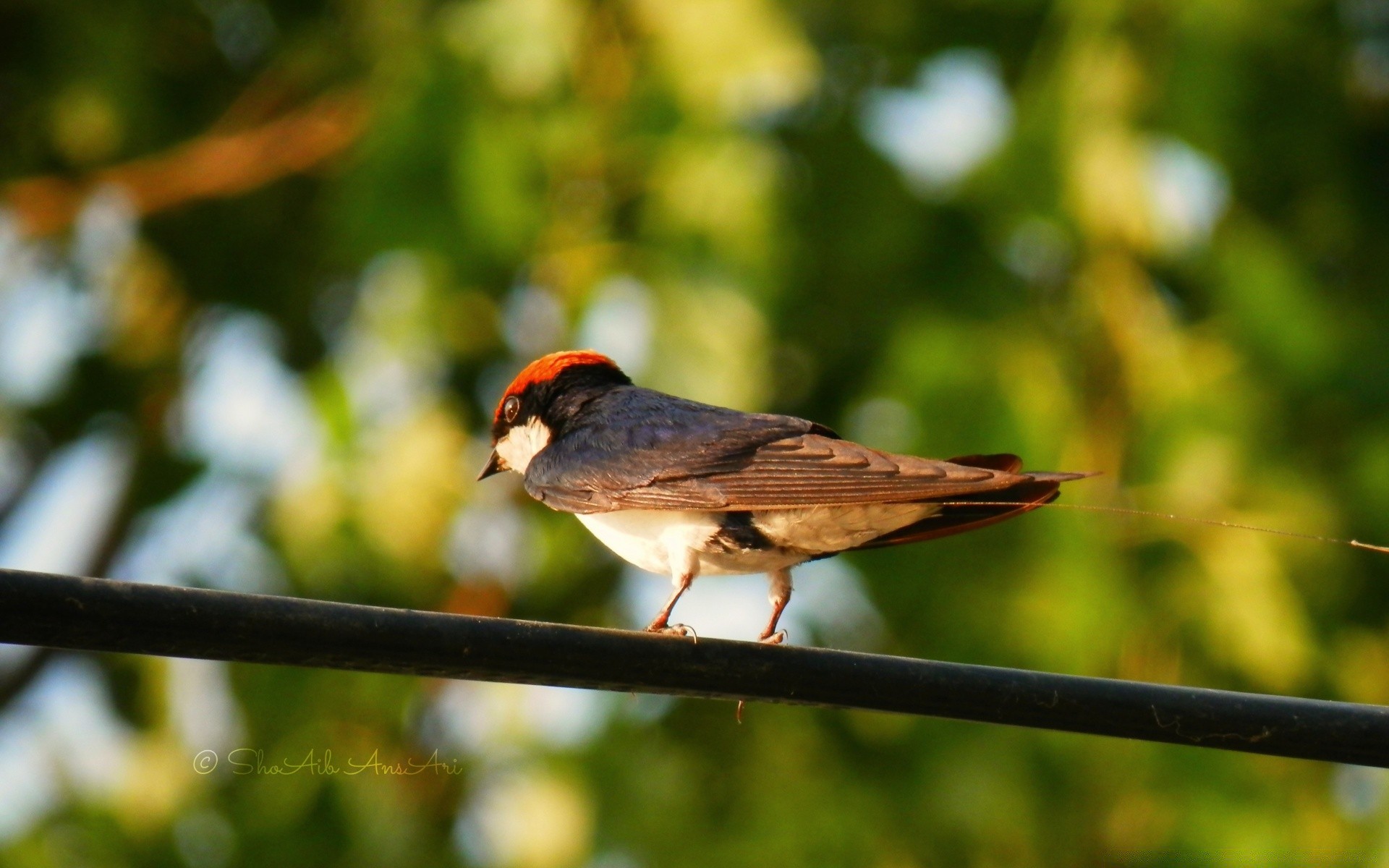 oiseaux oiseau faune nature animal en plein air sauvage aile vol