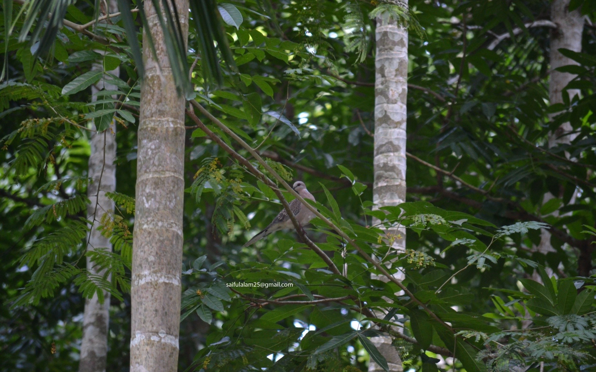 ptaki drzewo tropikalny liść natura drewno dżungla tropikalny las flora środowisko oddział wzrost na zewnątrz park bujny ogród bagażnik