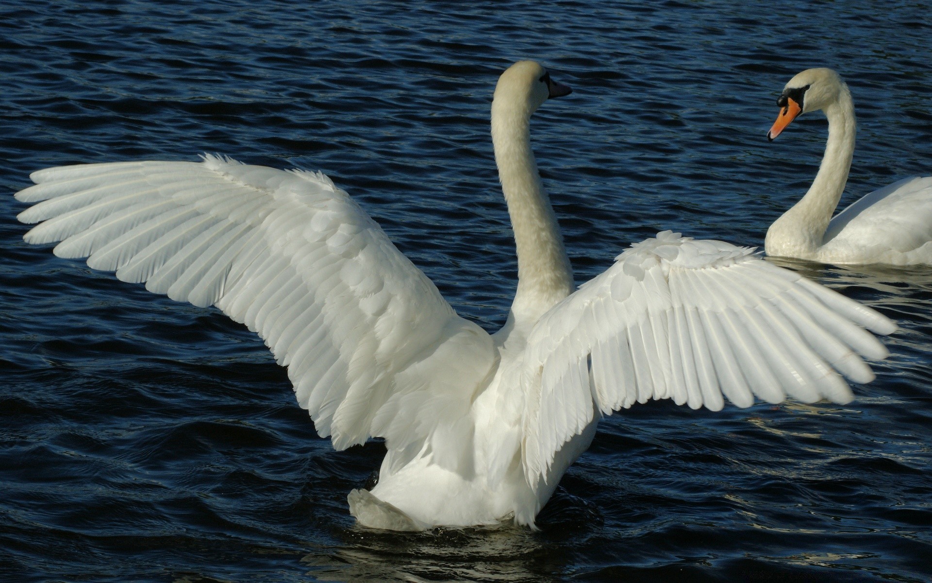 cisnes cisne pássaro água água lago natureza pena ganso aves vida selvagem bico pato natação gaivotas