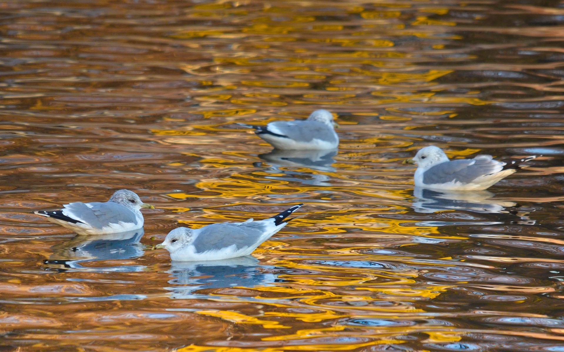 aves aquáticas pássaro vida selvagem gaivotas pena animal natureza água bico voo asa avian selvagem observação de aves voar