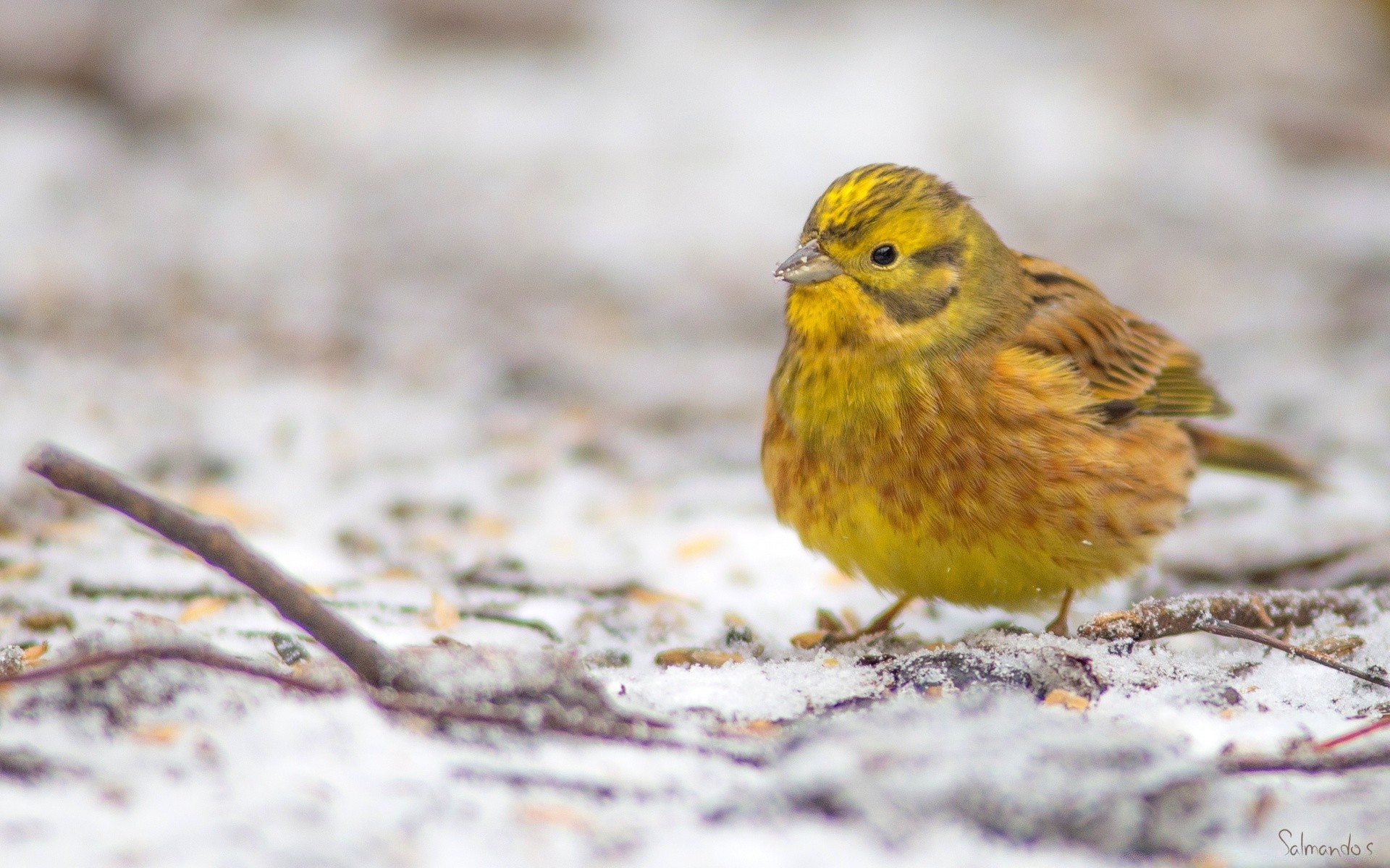 vögel vogel tierwelt natur im freien tier sänger wild wenig luftfahrt