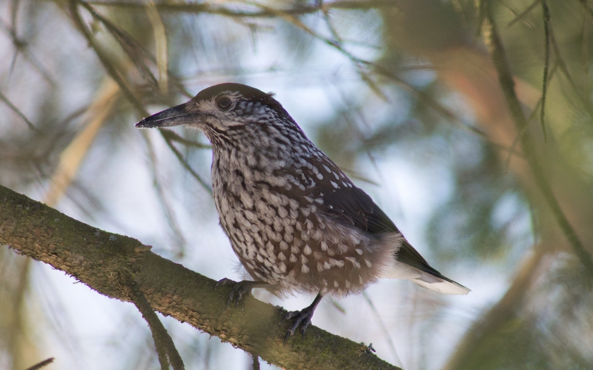 aves aves vida silvestre al aire libre naturaleza madera madera