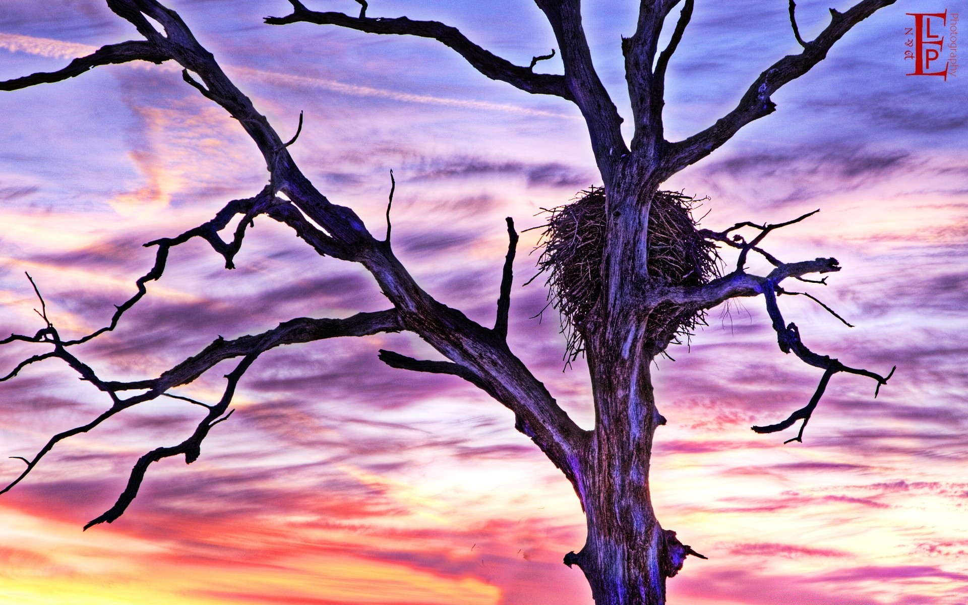 birds tree nature landscape sky outdoors sunset dusk summer evening wood weather environment branch silhouette sun dawn