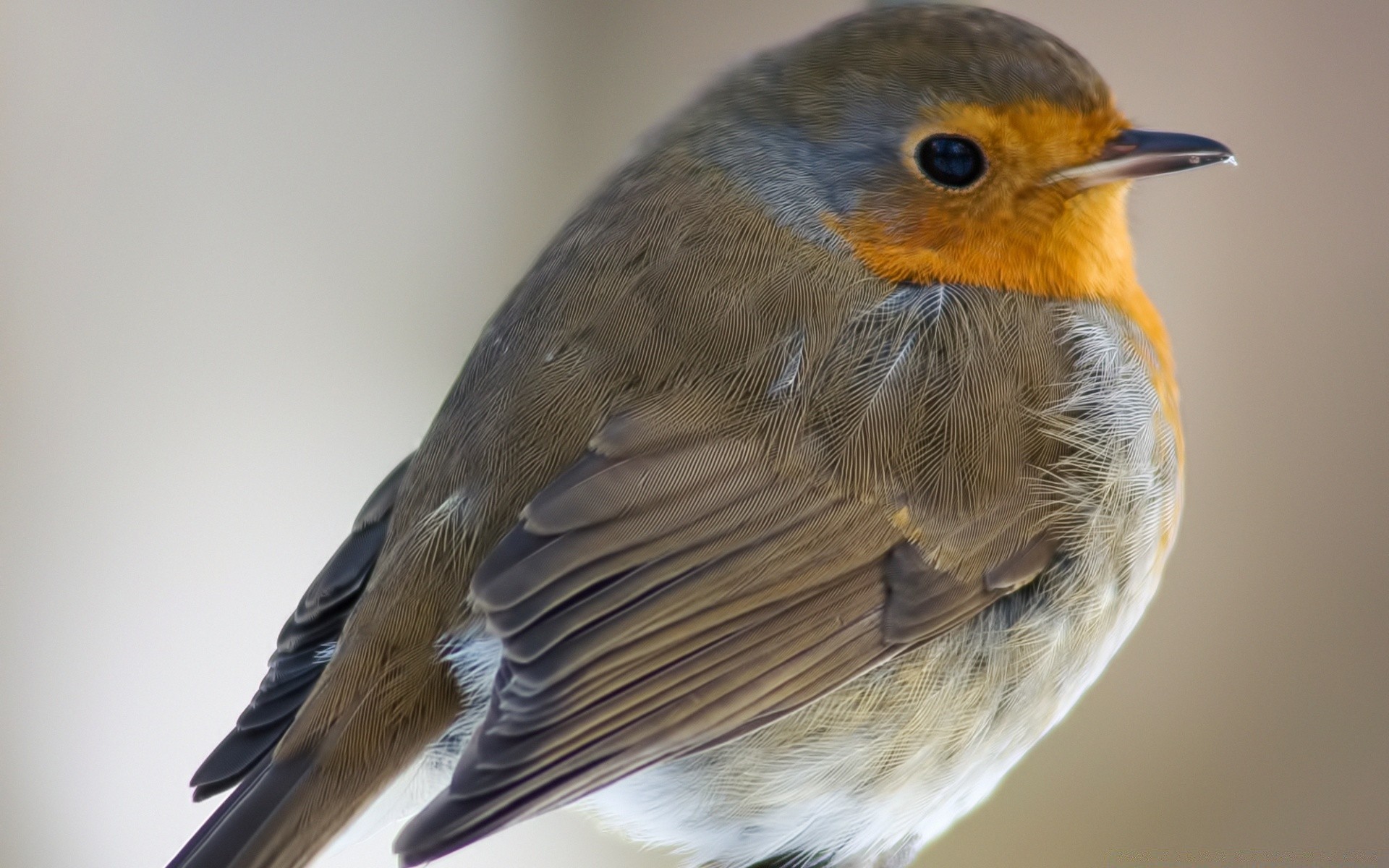 kuşlar kuş yaban hayatı avian robin hayvan şarkıcı doğa bir vahşi