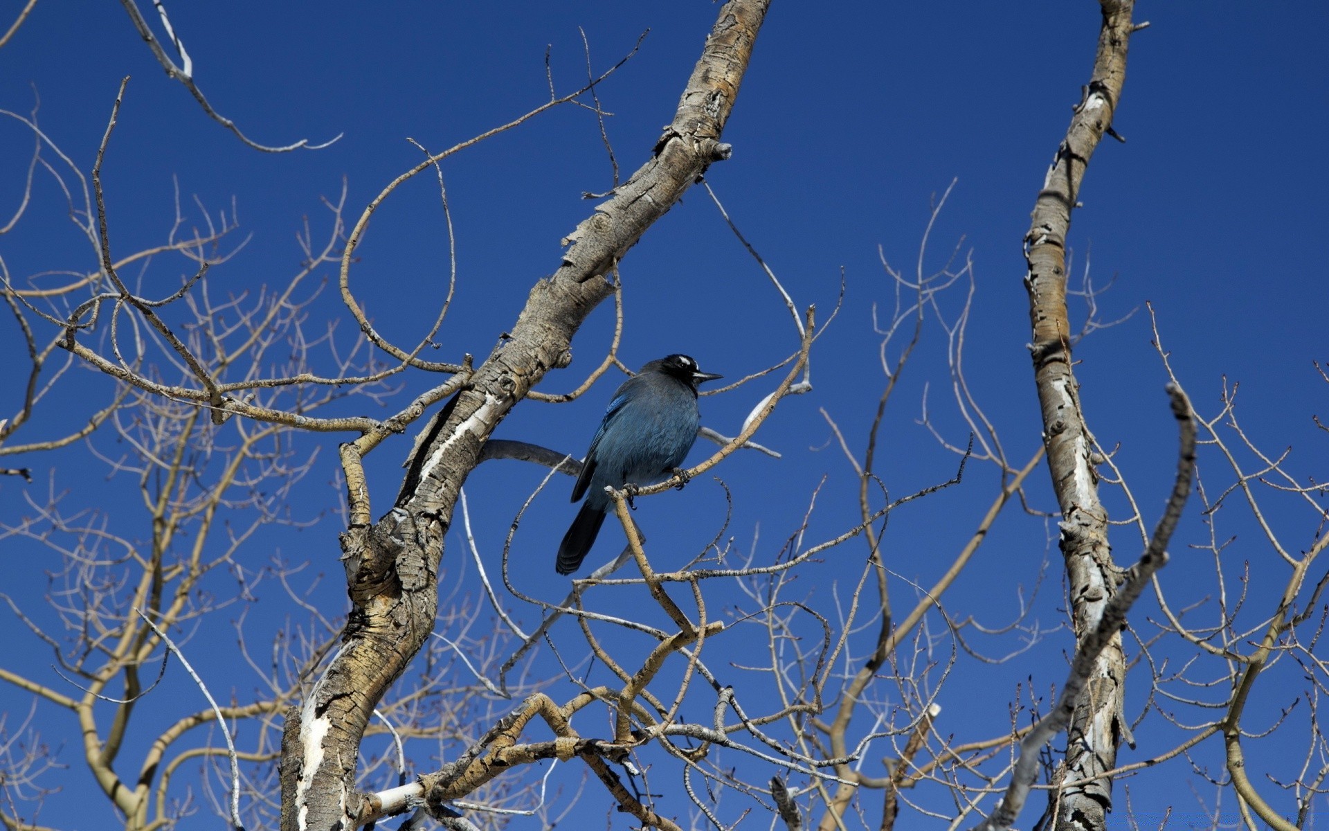 aves árvore pássaro natureza madeira céu ramo vida selvagem ao ar livre ambiente ninho