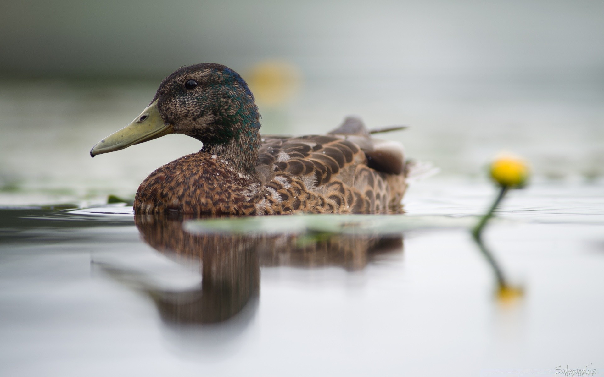 waterfowl duck nature bird wildlife outdoors blur wild poultry