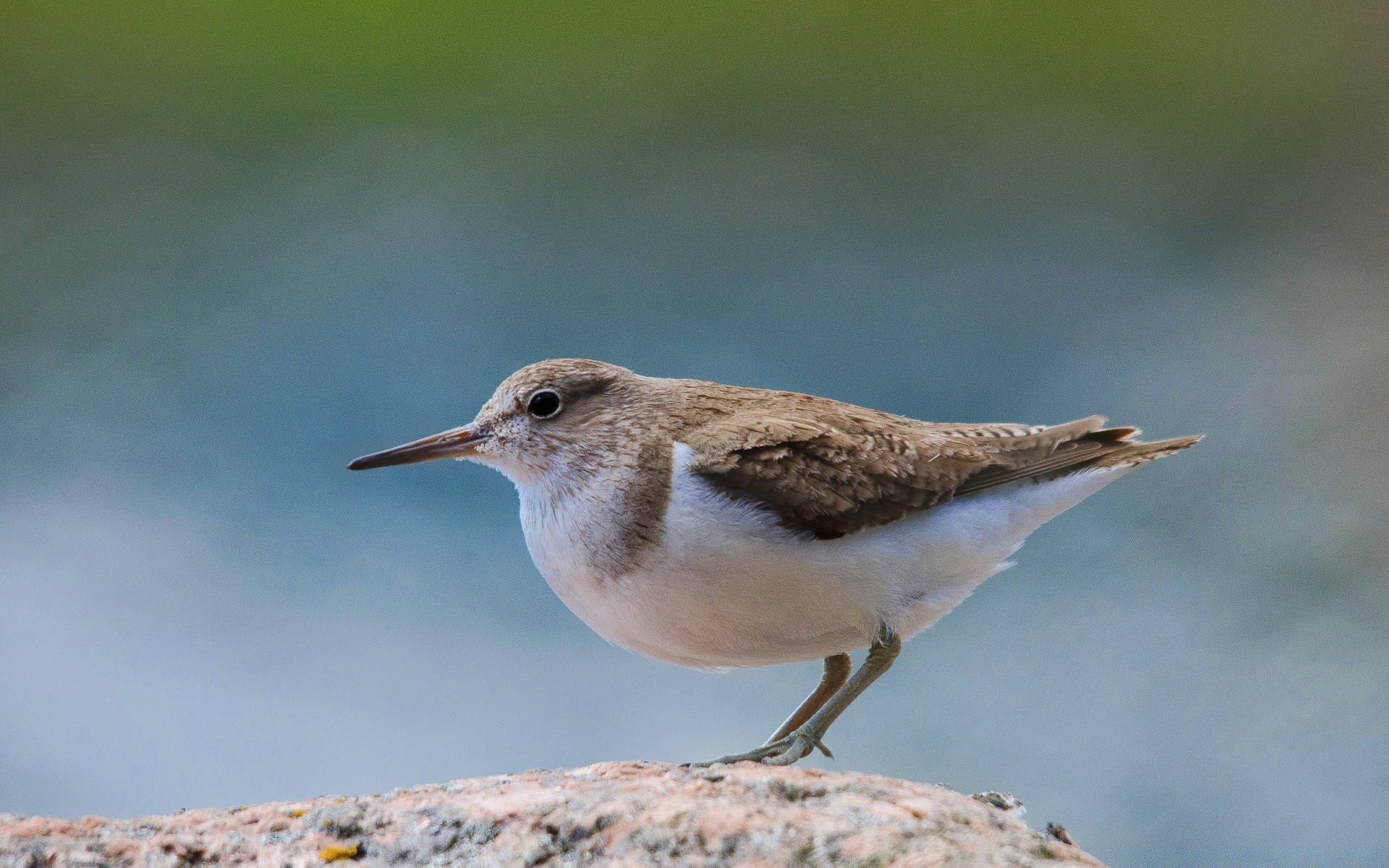 vögel vogel tierwelt natur im freien tageslicht