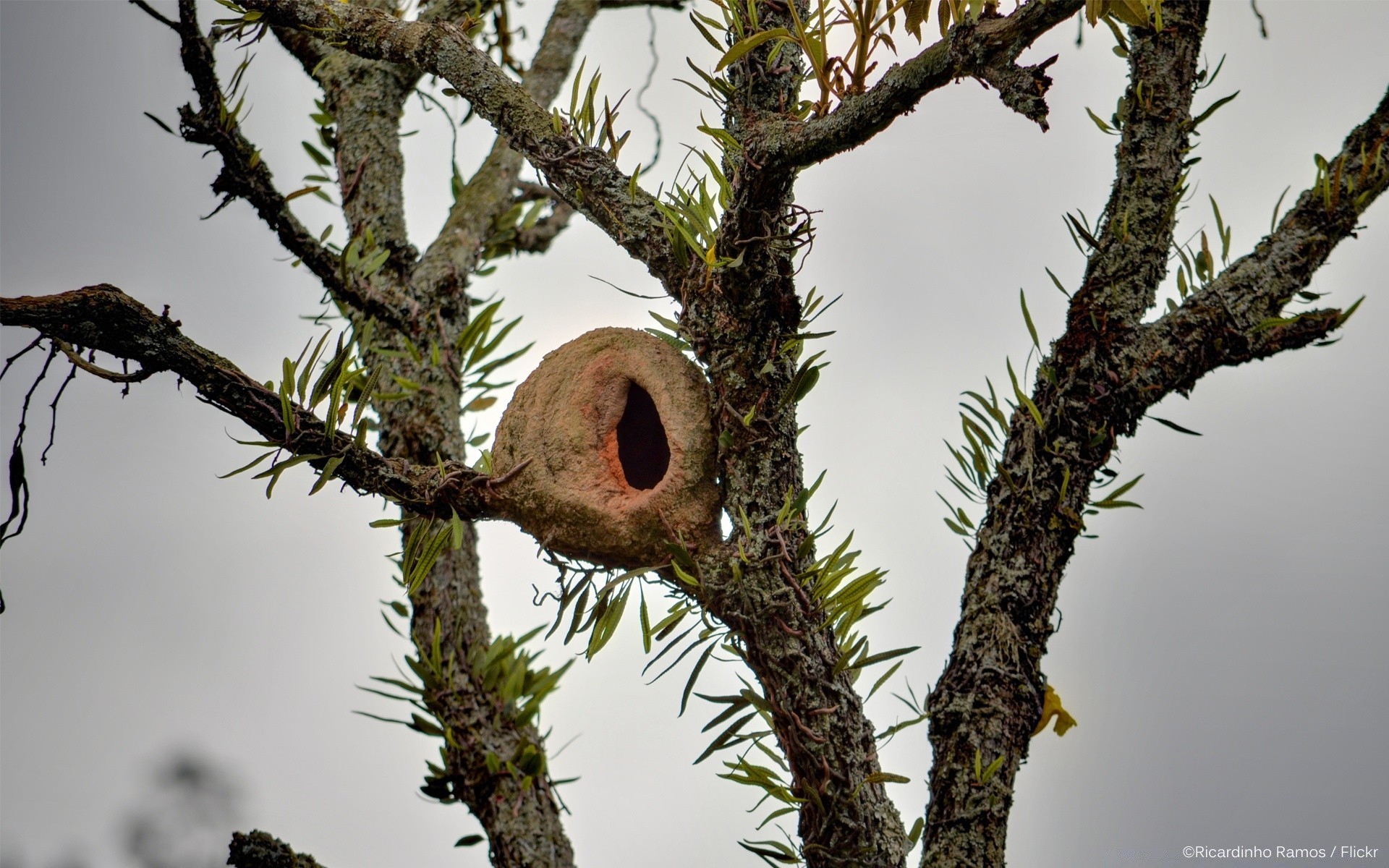 vögel baum natur vogel im freien tierwelt nest zweig holz umwelt tier