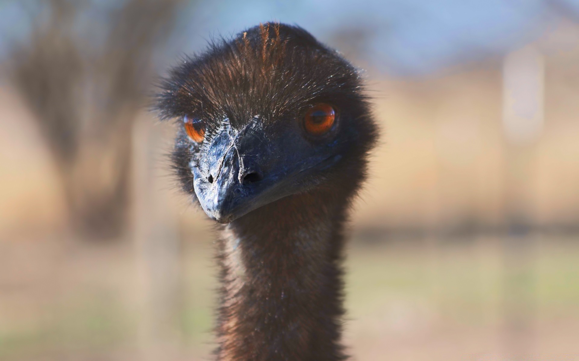 strauß tierwelt vogel auge porträt tier natur zoo im freien kopf wild säugetier emu