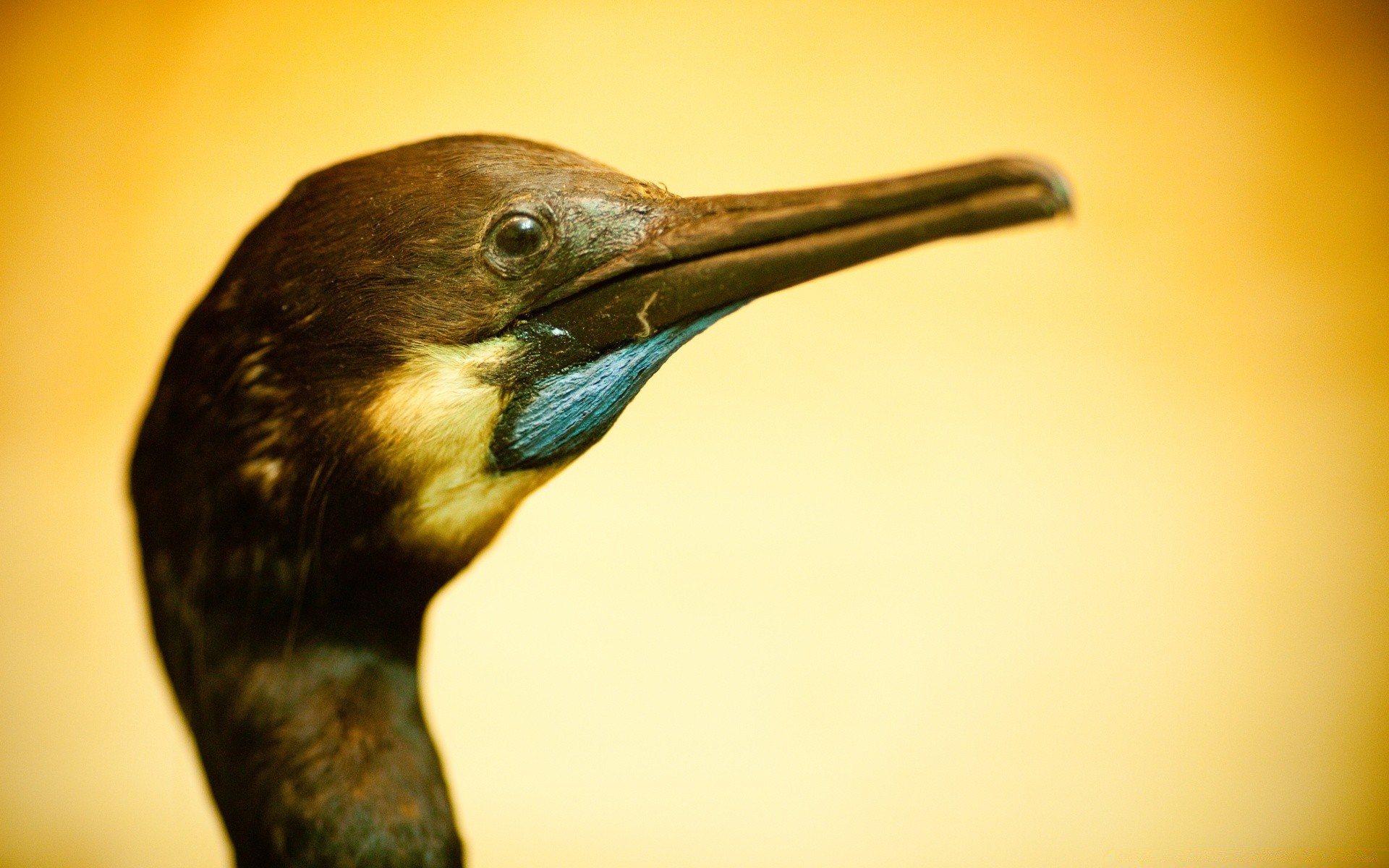 birds bird wildlife one nature daylight