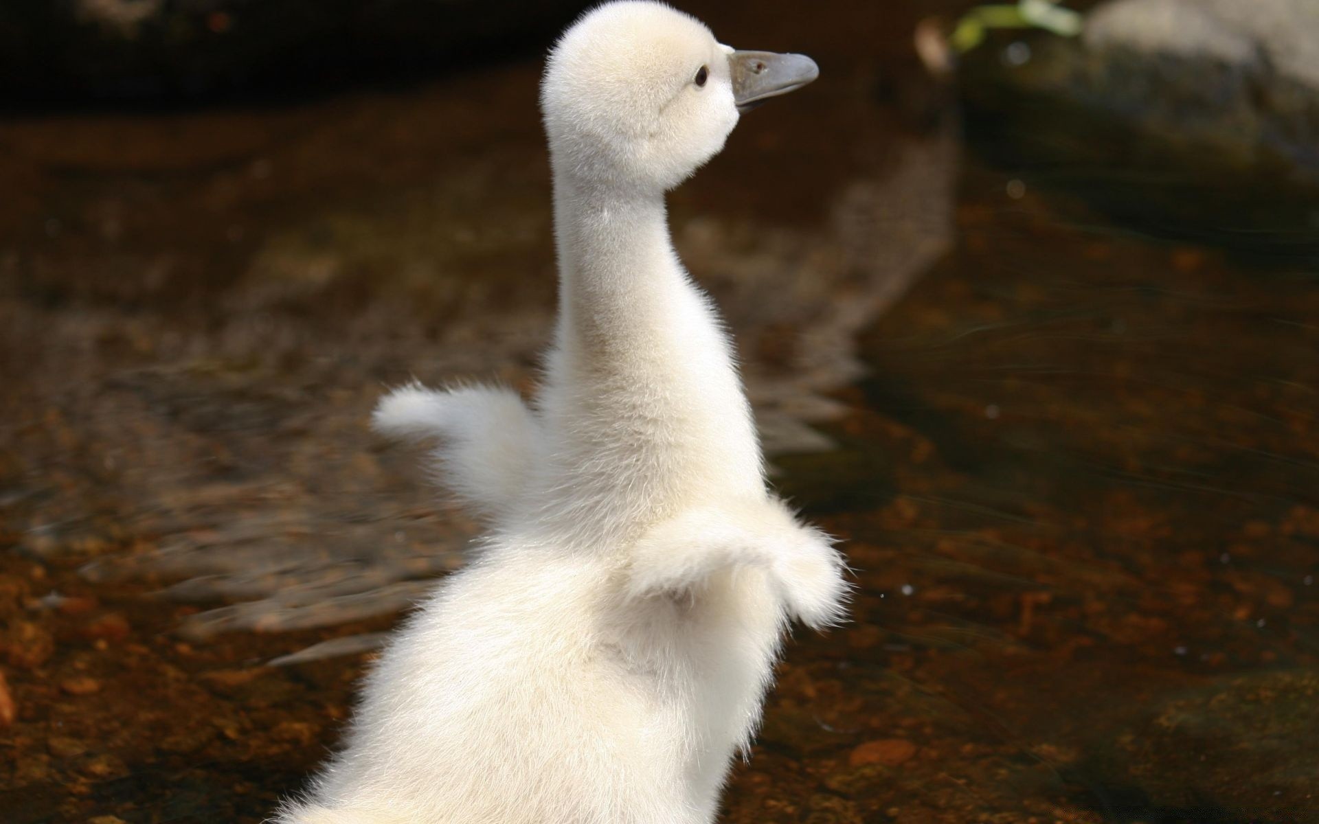 swans bird water wildlife outdoors nature one