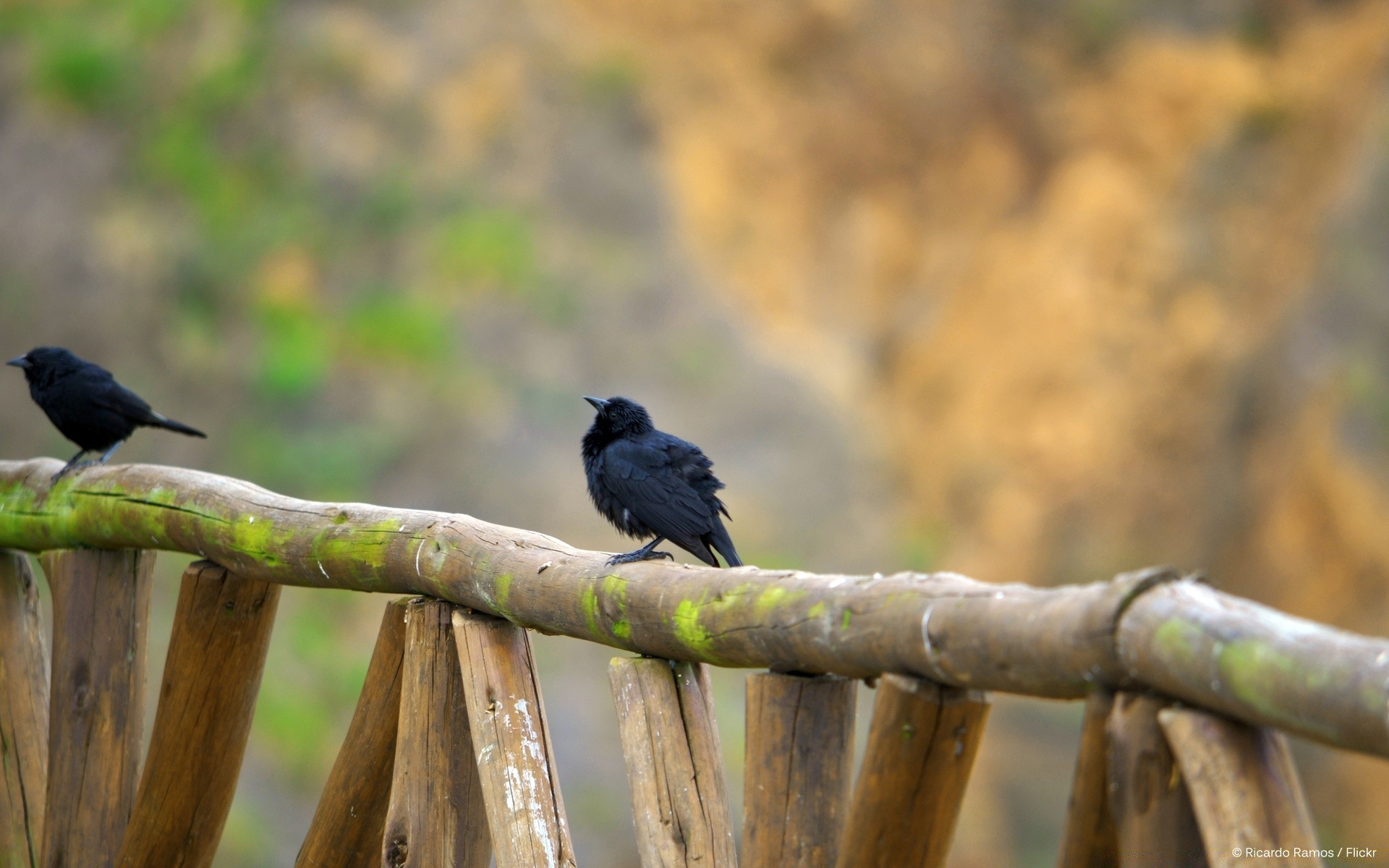 birds bird wildlife nature outdoors animal wood