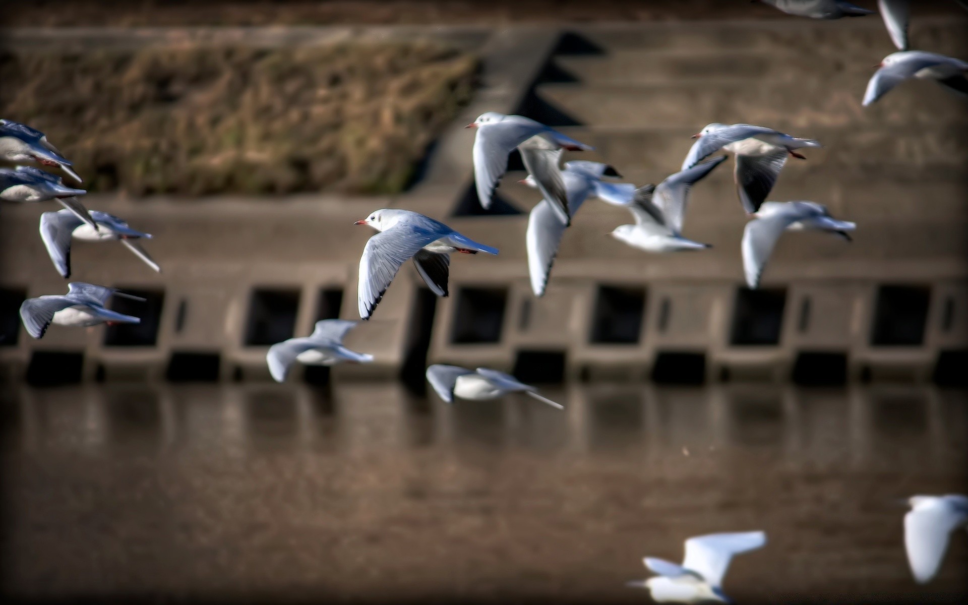 seagull bird outdoors competition wildlife city action seagulls