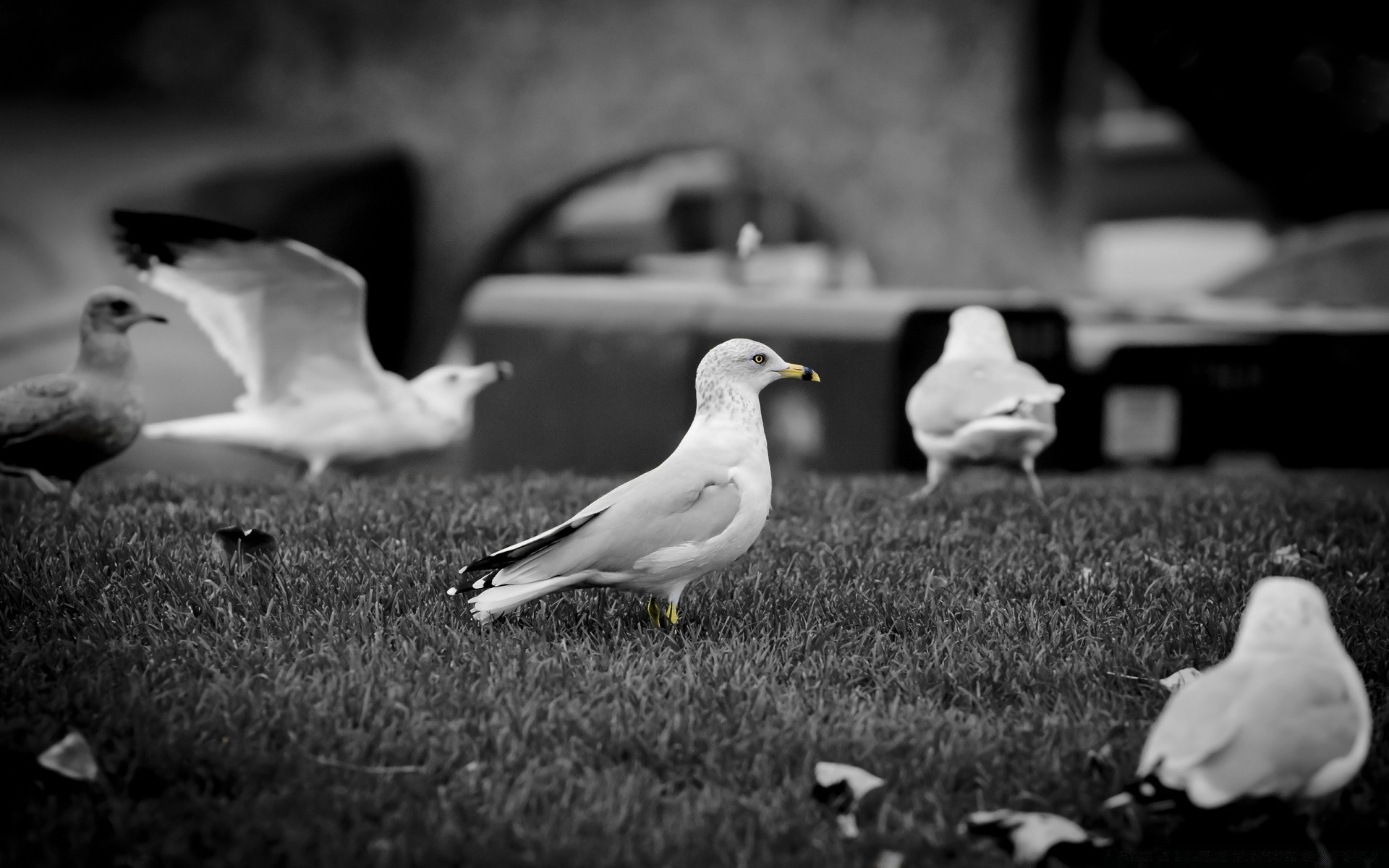 mewa ptak monochromatyczny pojedynczy zwierzę portret ślub natura