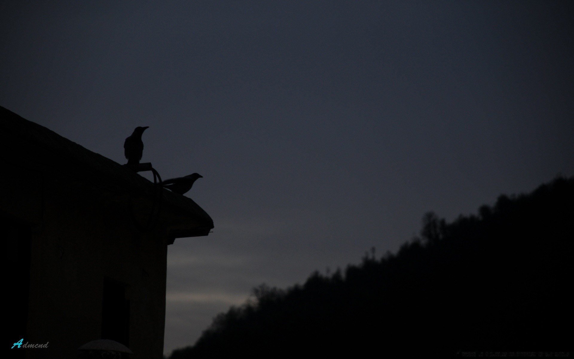 uccelli silhouette uccello tramonto illuminato luna cielo sera alba crepuscolo paesaggio all aperto luce albero in bianco e nero sole viaggi nebbia corvo