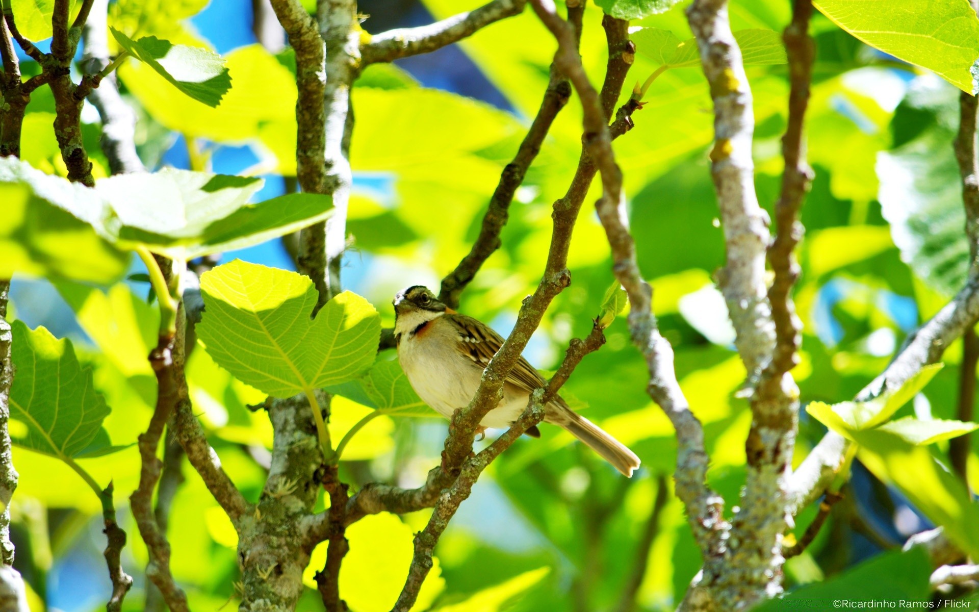 birds leaf nature tree outdoors garden summer flora environment branch little growth park bright color close-up fair weather wood bird wild