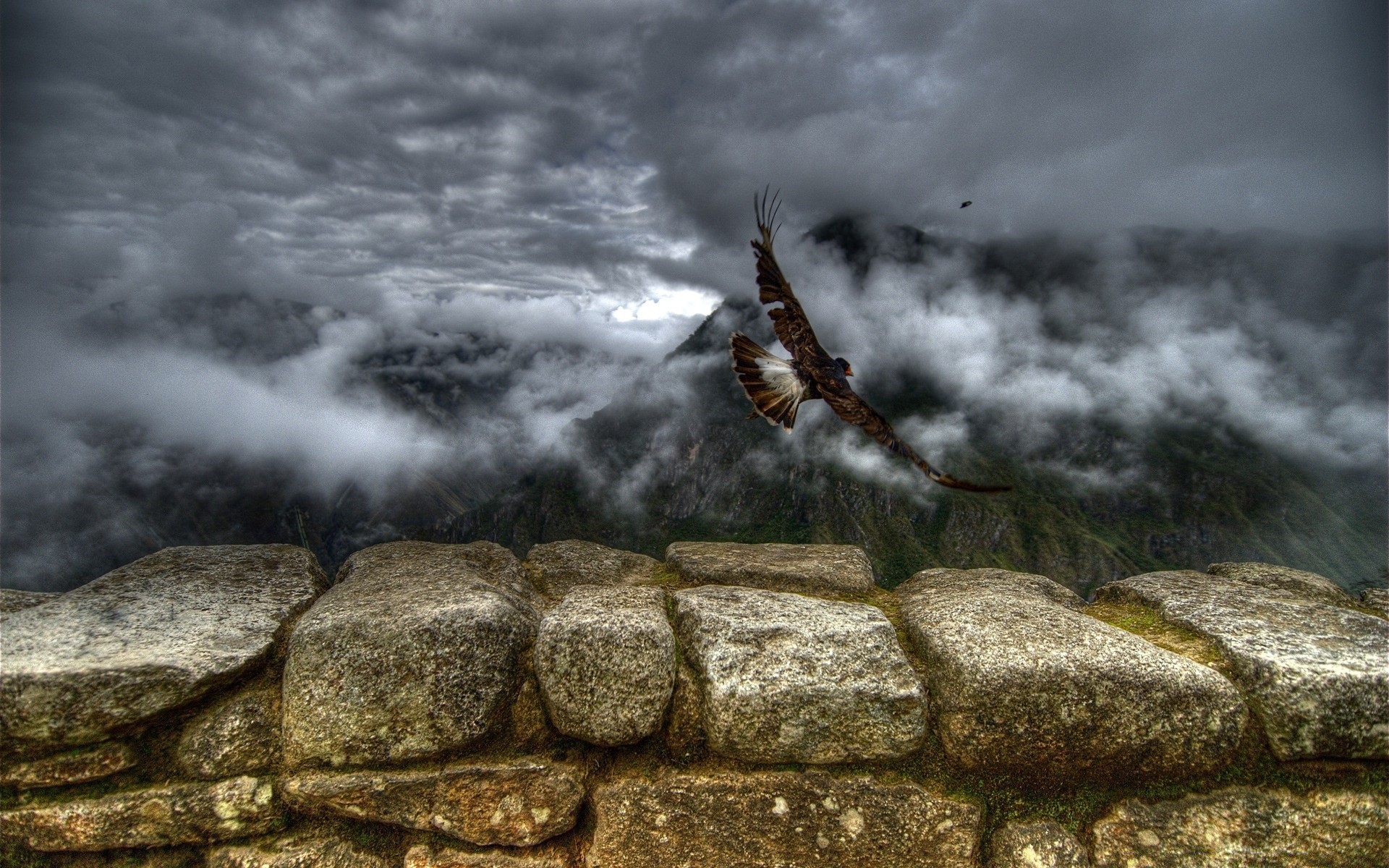 vögel natur landschaft rock stein im freien wasser