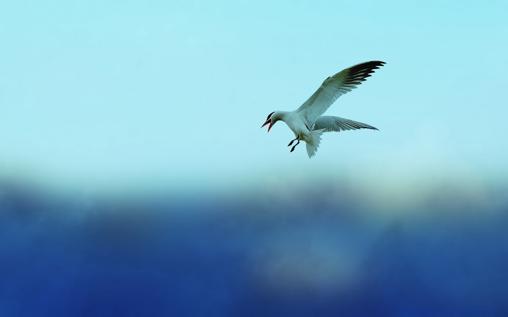 gabbiano uccello fauna selvatica natura gabbiano all aperto cielo volo acqua libertà volare sfocatura