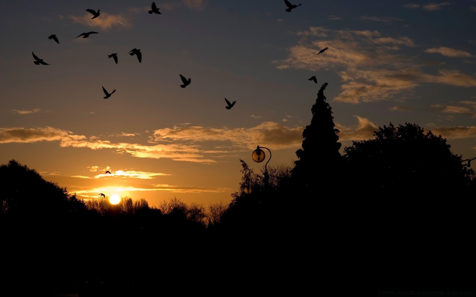 birds silhouette sunset evening backlit dawn bird light dusk sky moon tree landscape outdoors goose wildlife