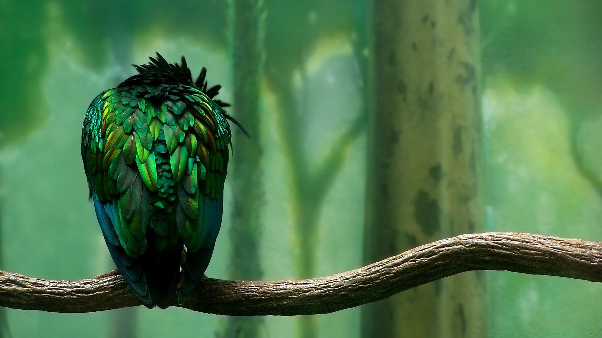 vögel natur vogel im freien tierwelt farbe tropisch desktop blatt