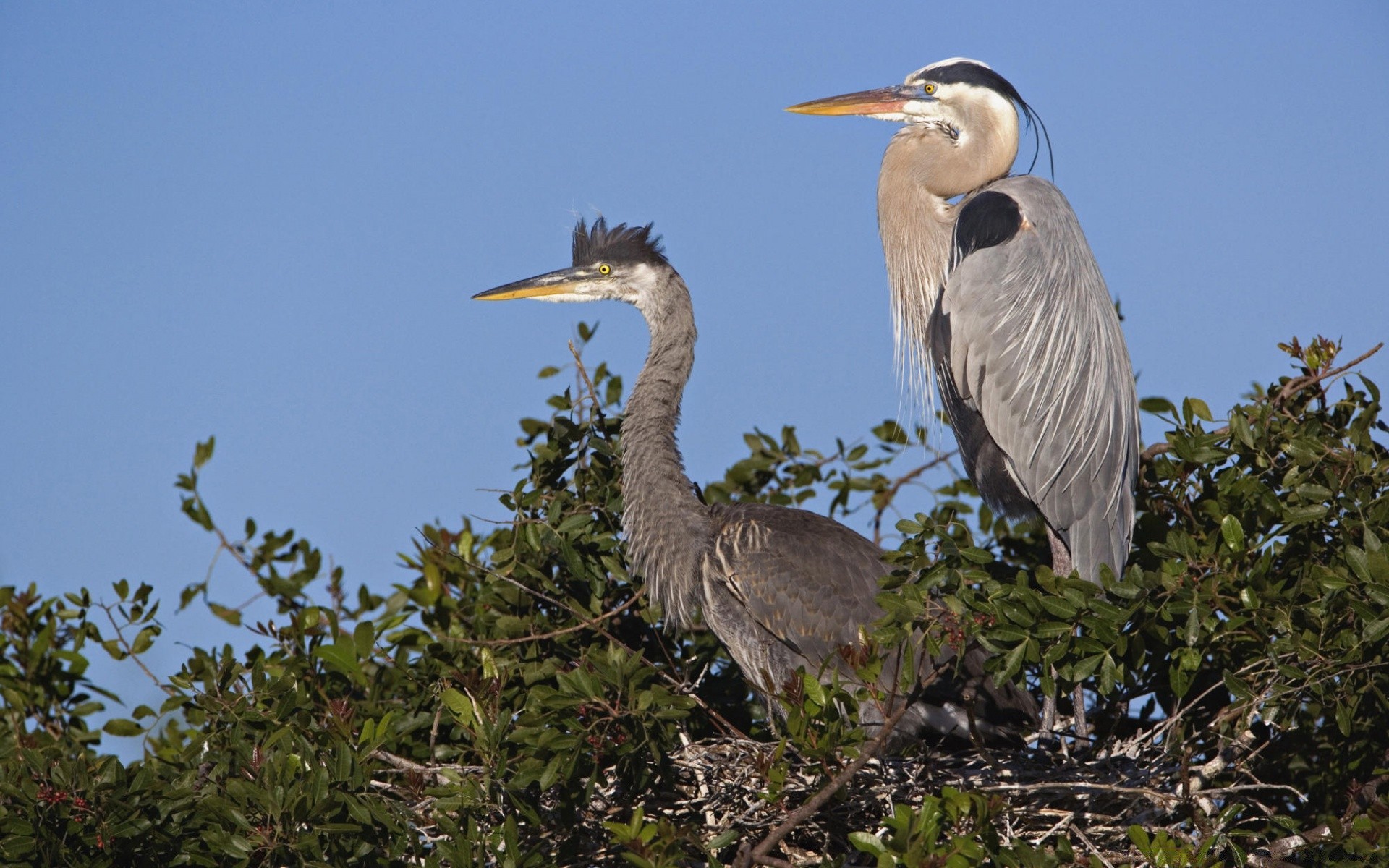 wasservögel vogel tierwelt gerona tier schnabel natur feder flugzeug marsch im freien wasser wild