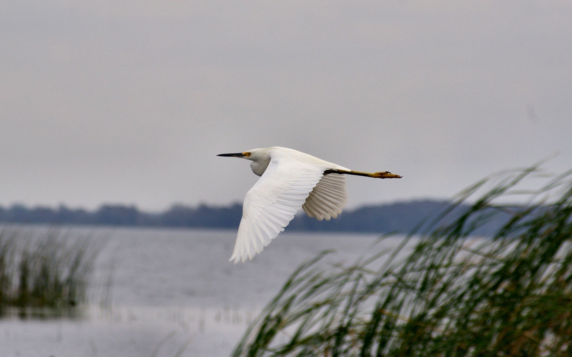 uccelli acquatici uccello natura fauna selvatica all aperto acqua gabbiani cielo lago volo