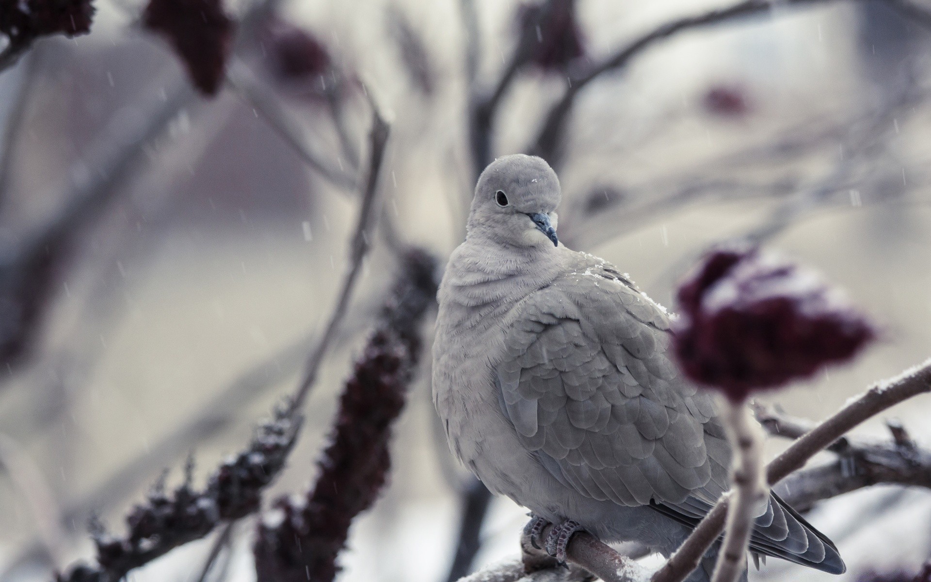 gołąb zima ptak śnieg gołąb zimno natura na zewnątrz dzikiej przyrody mróz