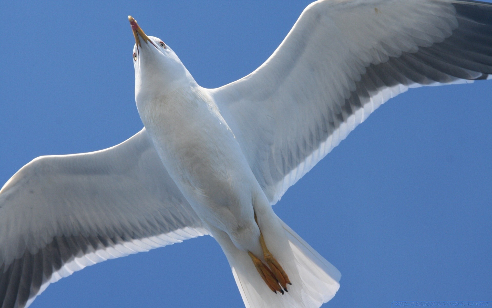 seagull bird seagulls flight wildlife sky nature fly wing sea water freedom animal soar outdoors ocean