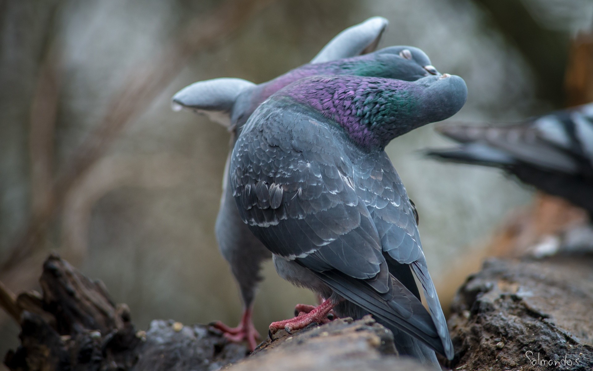 pigeon oiseau la nature la faune animal pigeon bec sauvage aile plume en plein air zoo parc