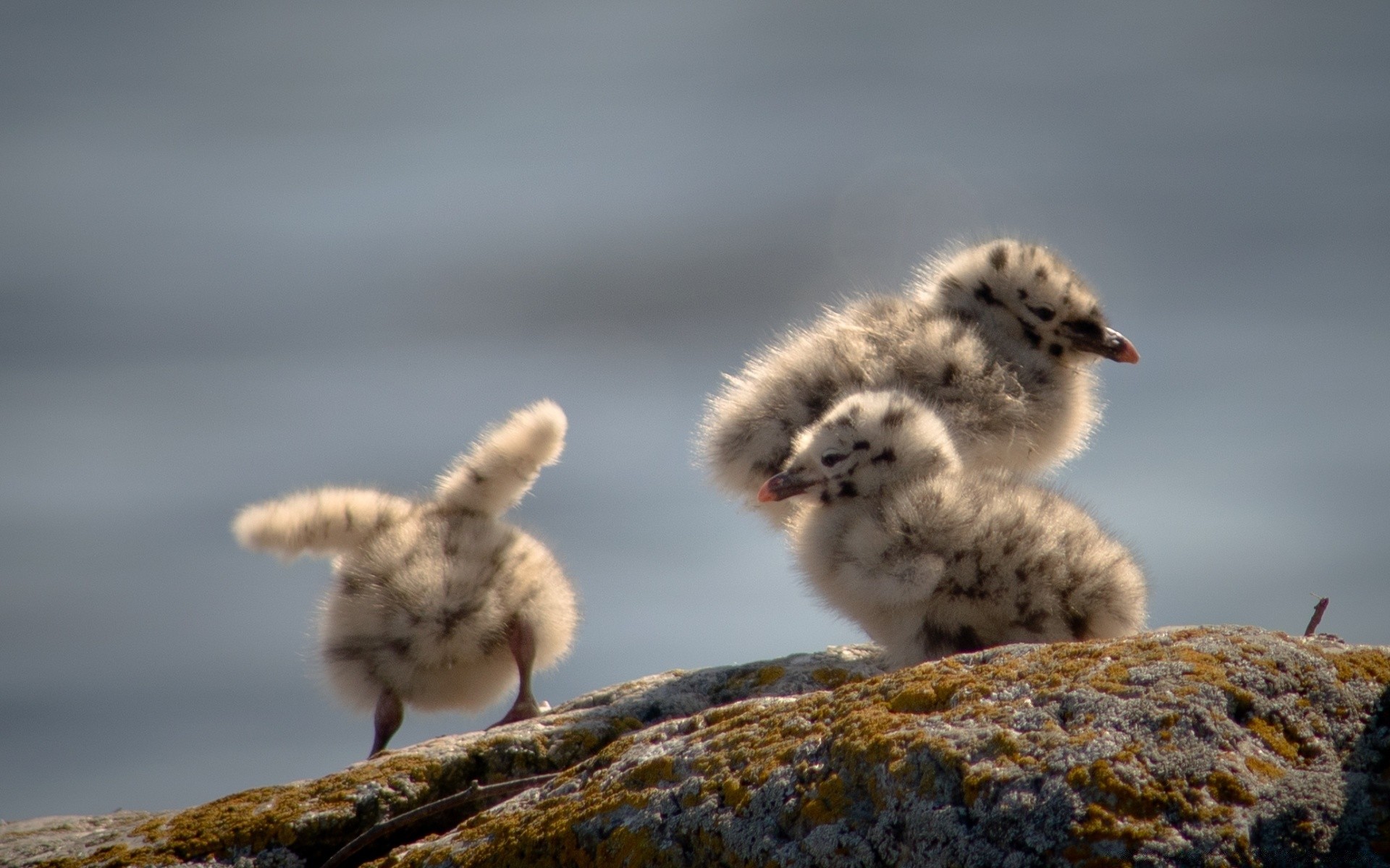 chicks bird wildlife poultry dame nature animal outdoors feather little winter snow wild frosty cute beak