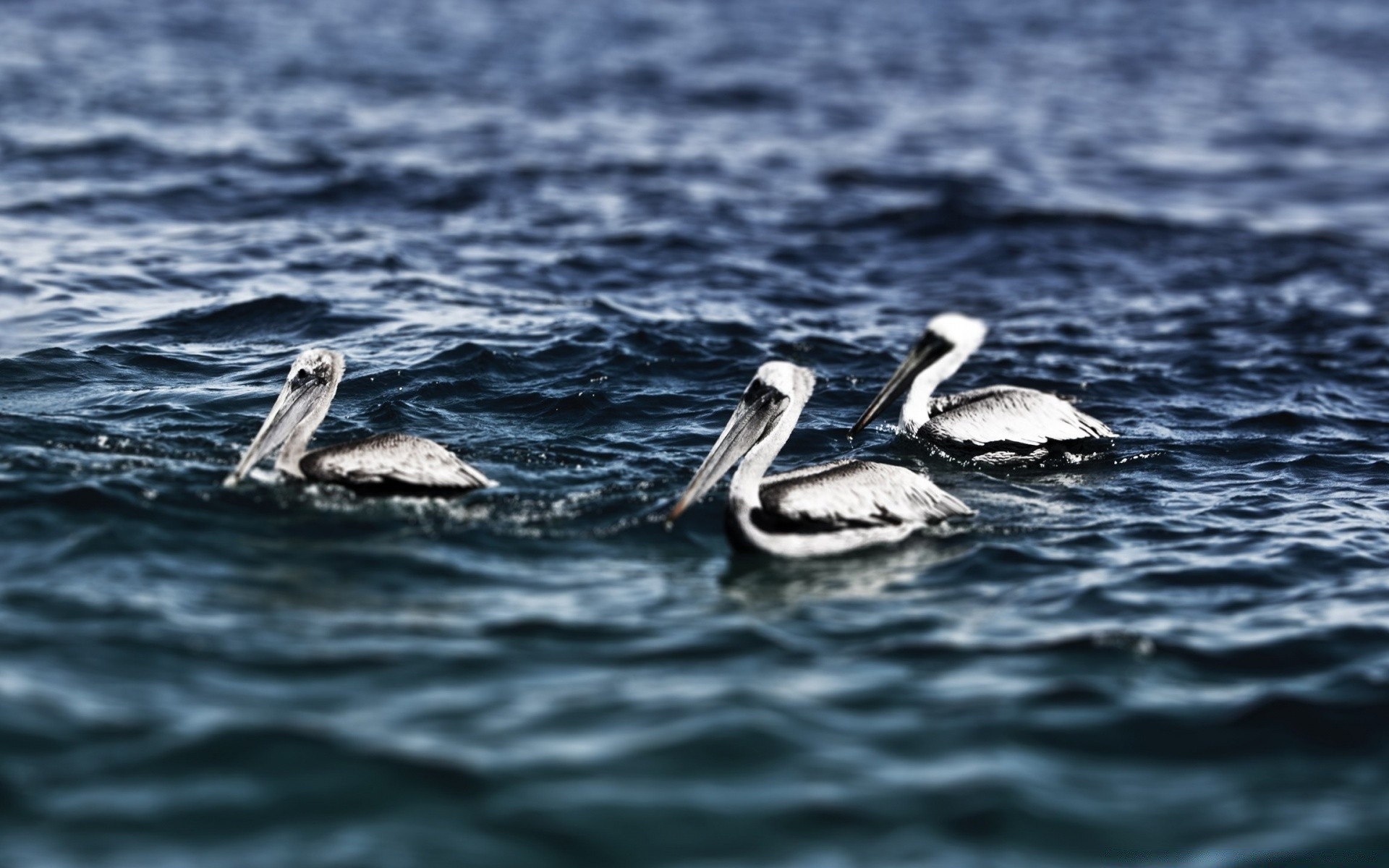 oiseaux eau mer océan la faune oiseau nature natation marine en plein air