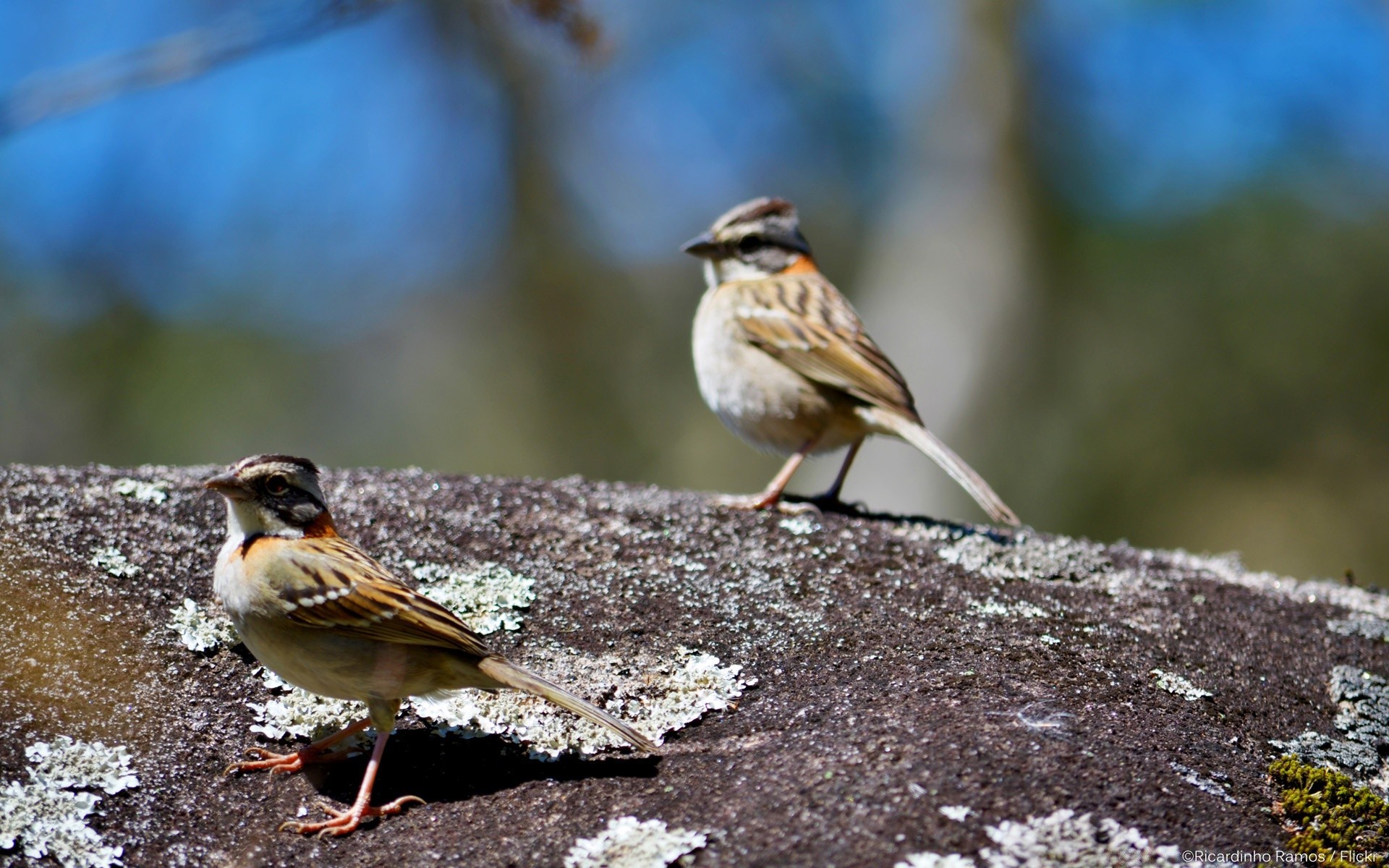 oiseaux oiseau faune moineau animal nature chant à l extérieur plume peu avian bec ornithologie aile sauvage finch observation des oiseaux vue latérale moineau flou