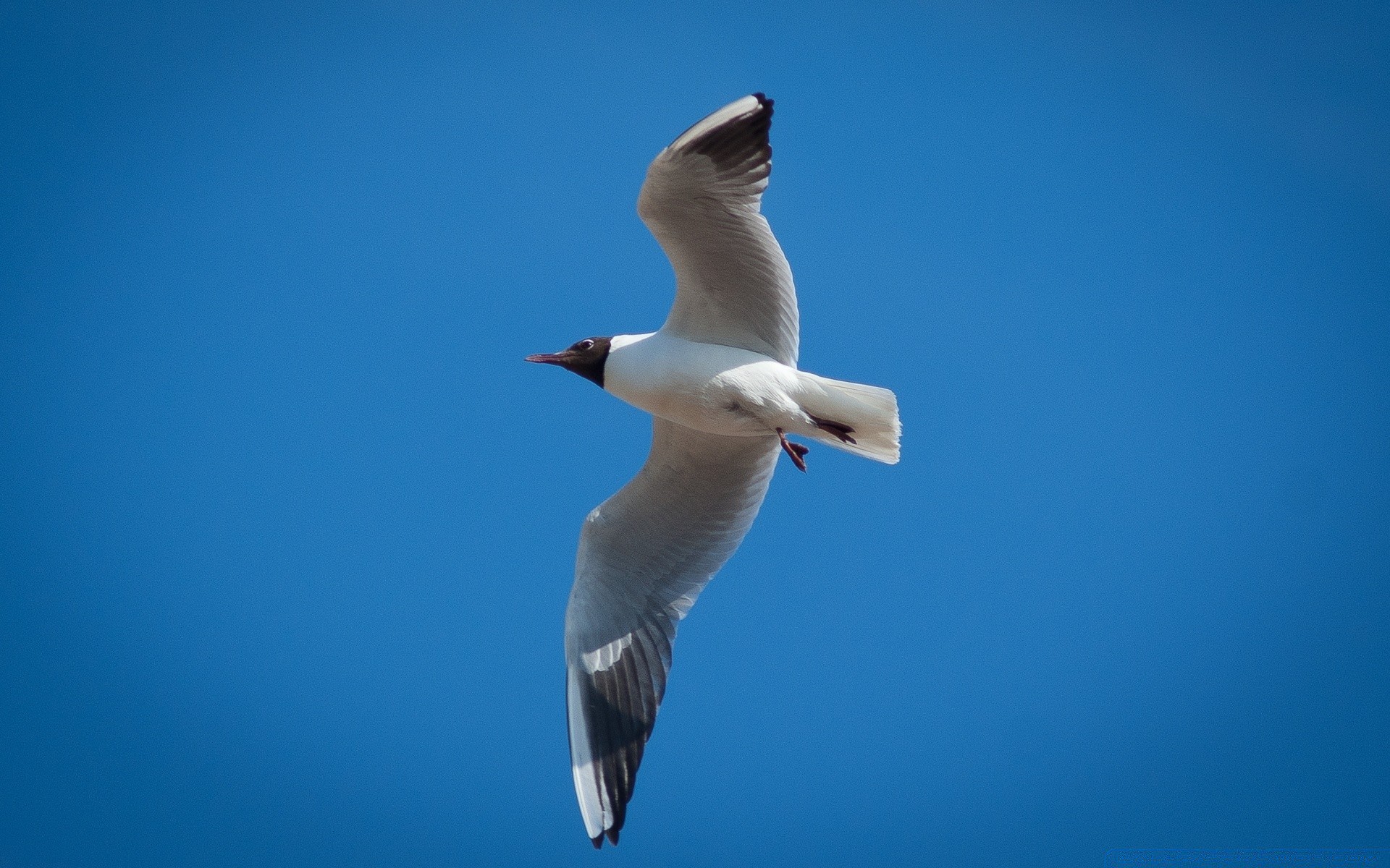 mouette mouette oiseau faune vol ciel à l extérieur nature liberté