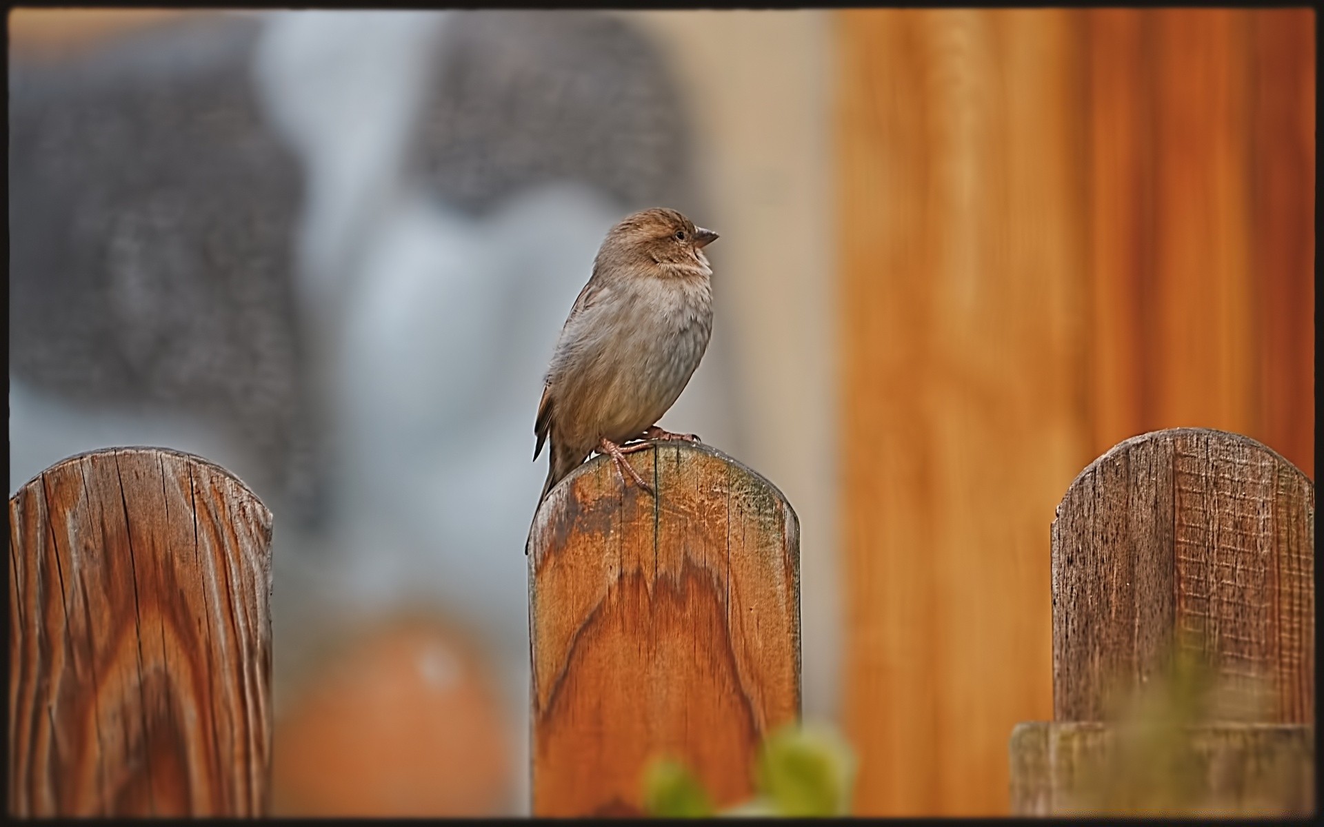 oiseaux bois nature oiseau