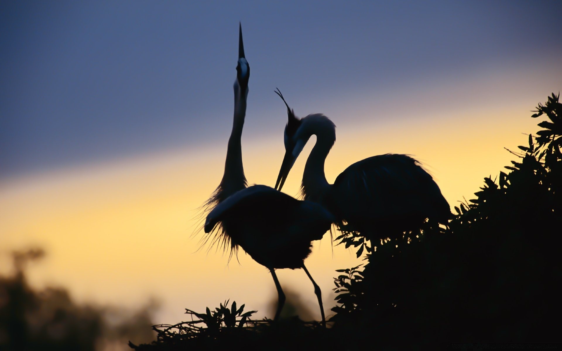 uccelli acquatici uccello tramonto natura fauna selvatica cielo alba silhouette illuminato acqua all aperto sera