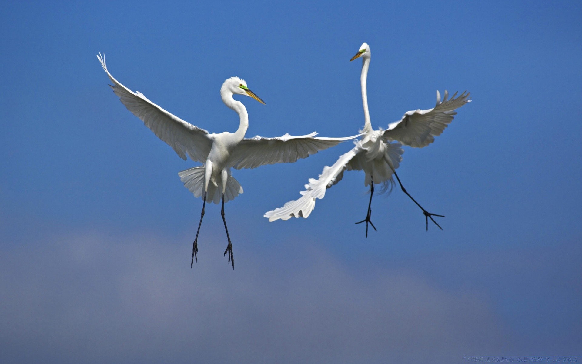 aves acuáticas aves naturaleza vida silvestre vuelo cielo al aire libre animal