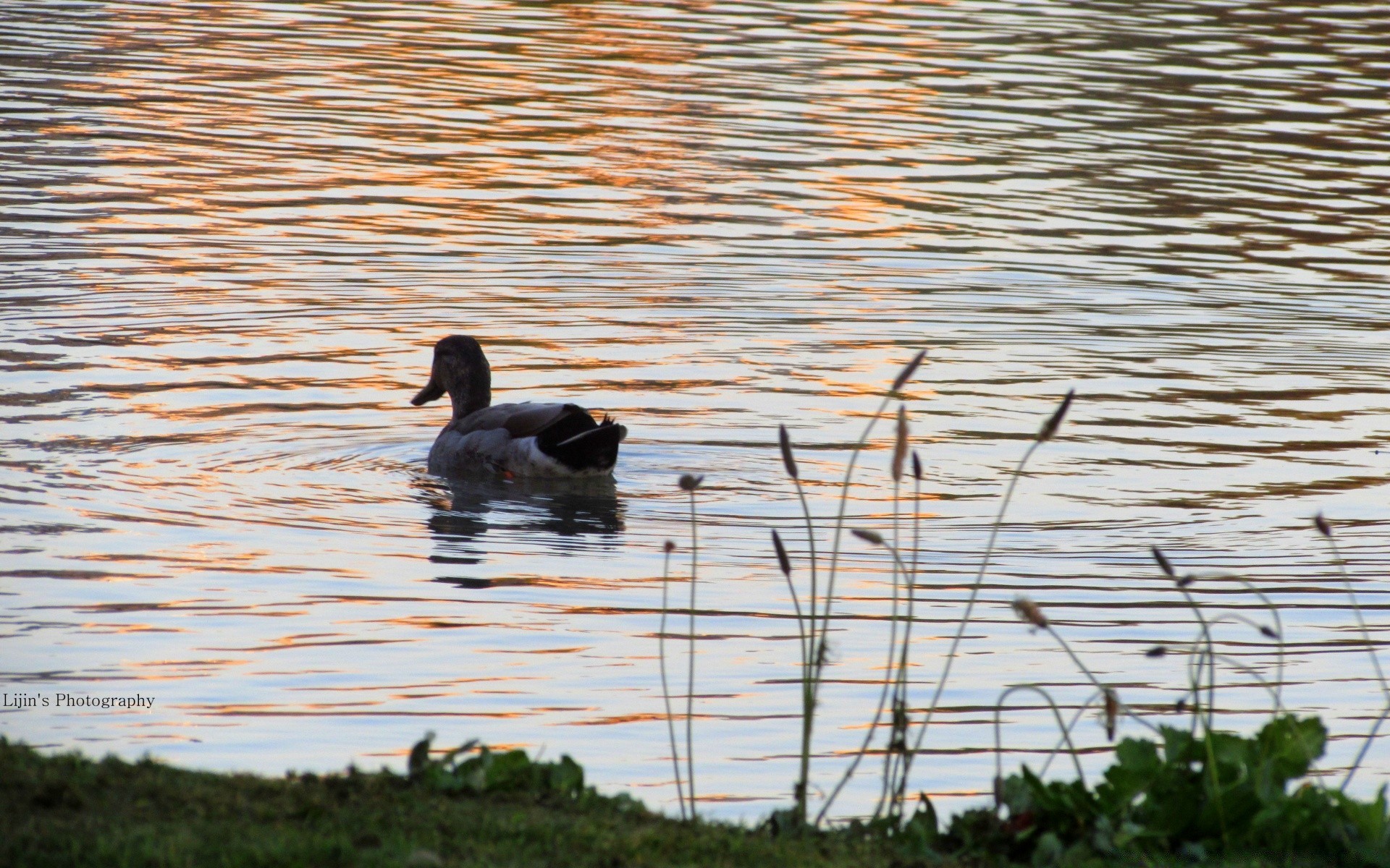 anatra uccello acqua lago uccelli acquatici piscina riflessione fiume natura fauna selvatica uccelli oca germano reale piuma animale avian all aperto becco marcia