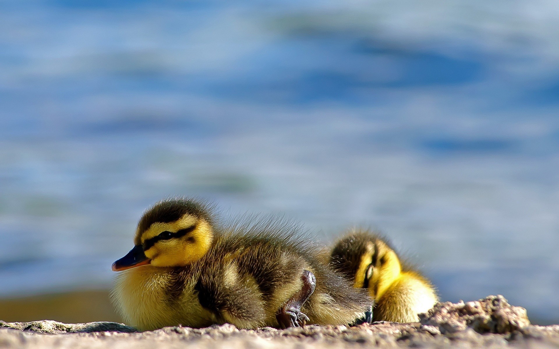 chicks bird wildlife dame duck poultry duckling animal water nature outdoors lake mallard