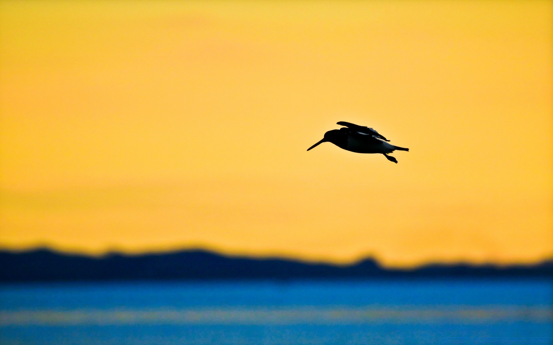 oiseaux coucher de soleil eau oiseau plage mer aube nature océan soleil crépuscule ciel soir réflexion en plein air sable lac la faune