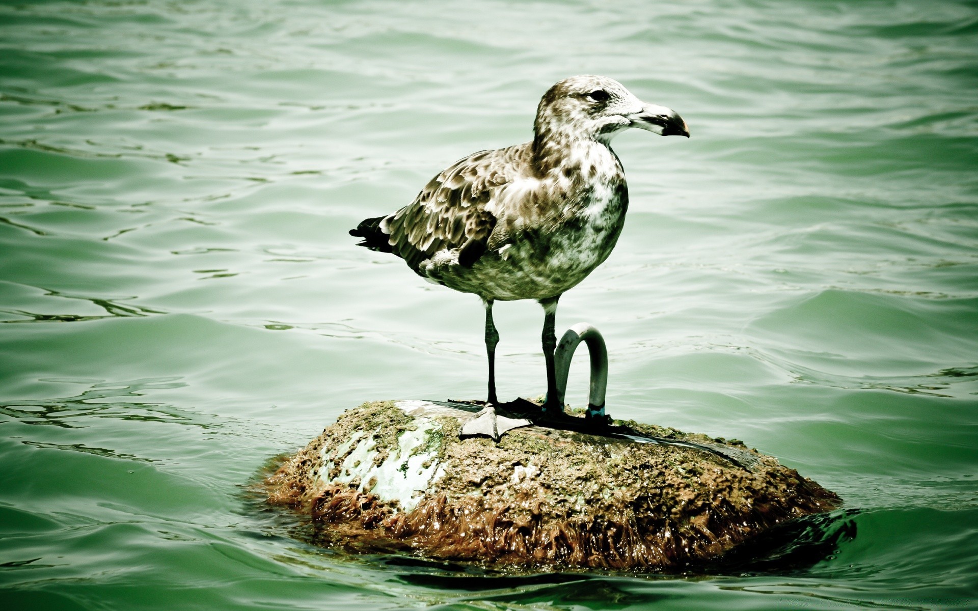 sauvagine eau oiseau la nature la faune à l extérieur sauvage mouettes été