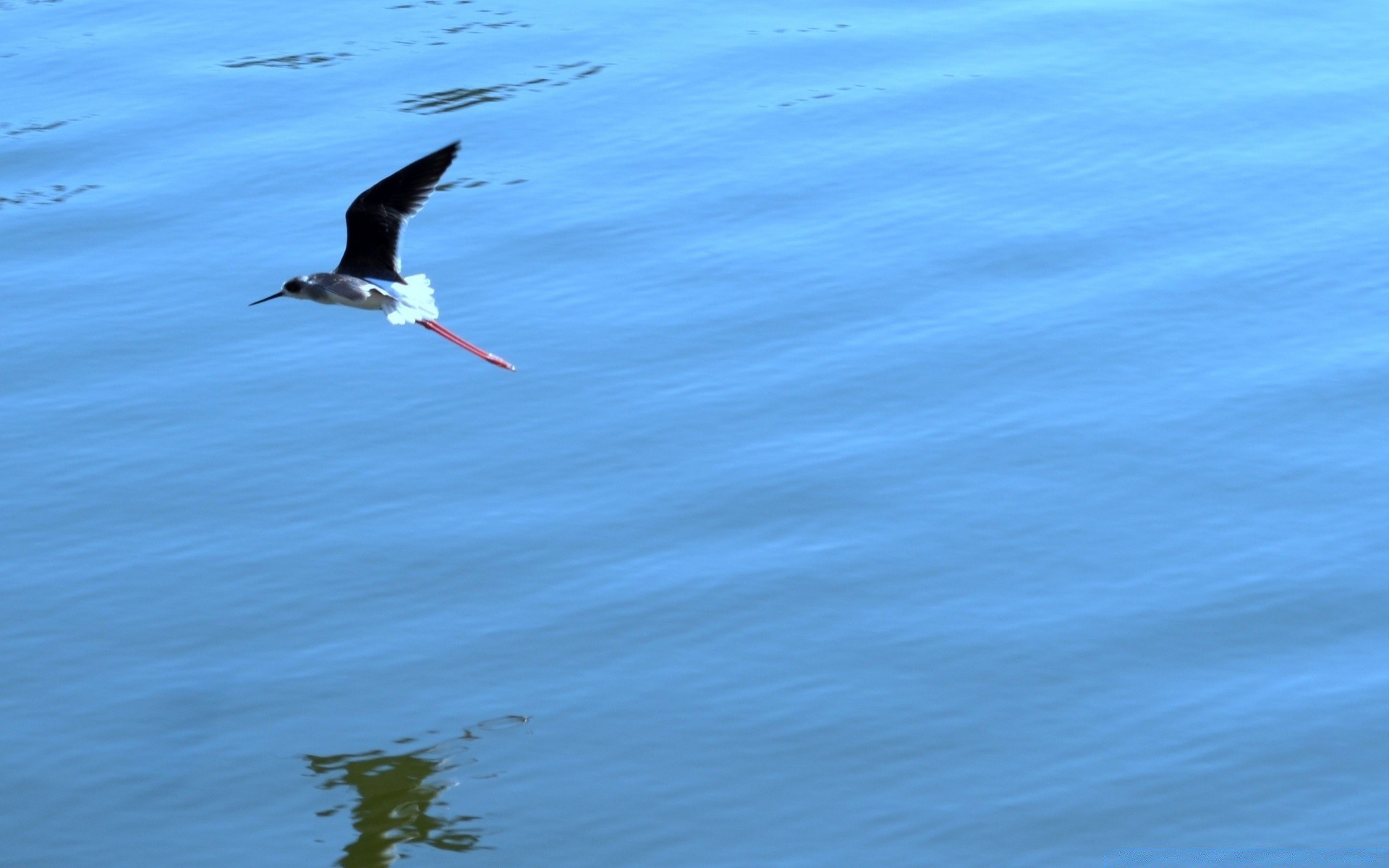 sauvagine oiseau eau nature faune océan mer lac plage à l extérieur mouettes action