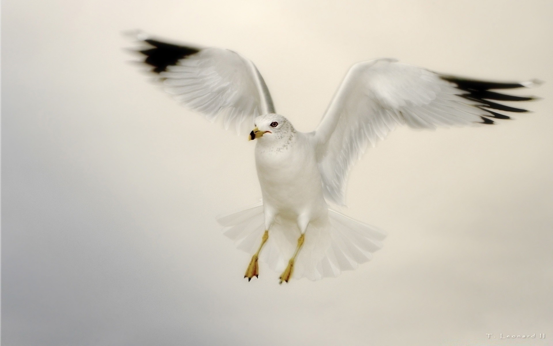 gabbiano uccello fauna selvatica animale volo piuma natura gabbiano volare libertà rapace cielo becco ala selvaggio