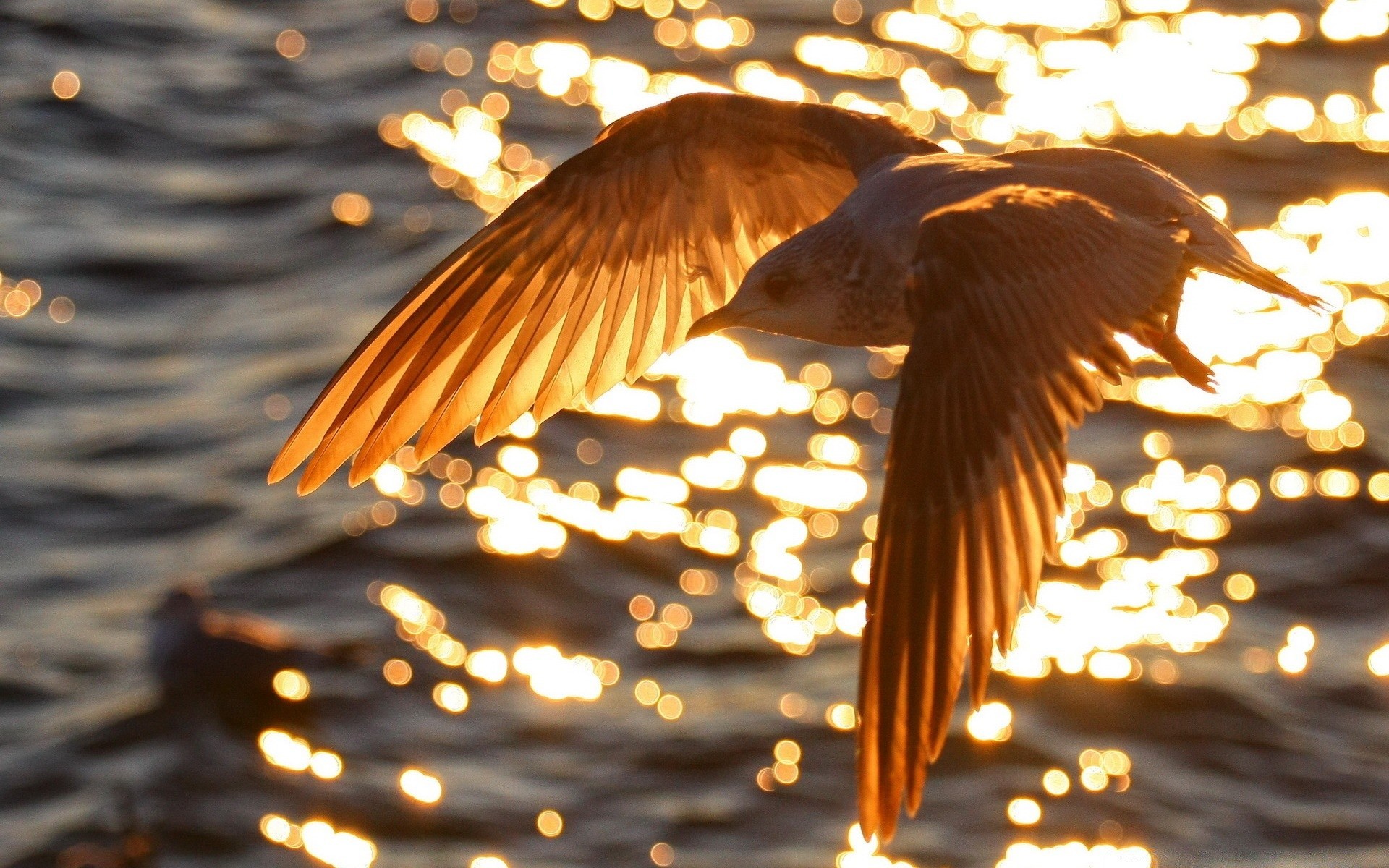 seagull bird outdoors nature water wildlife