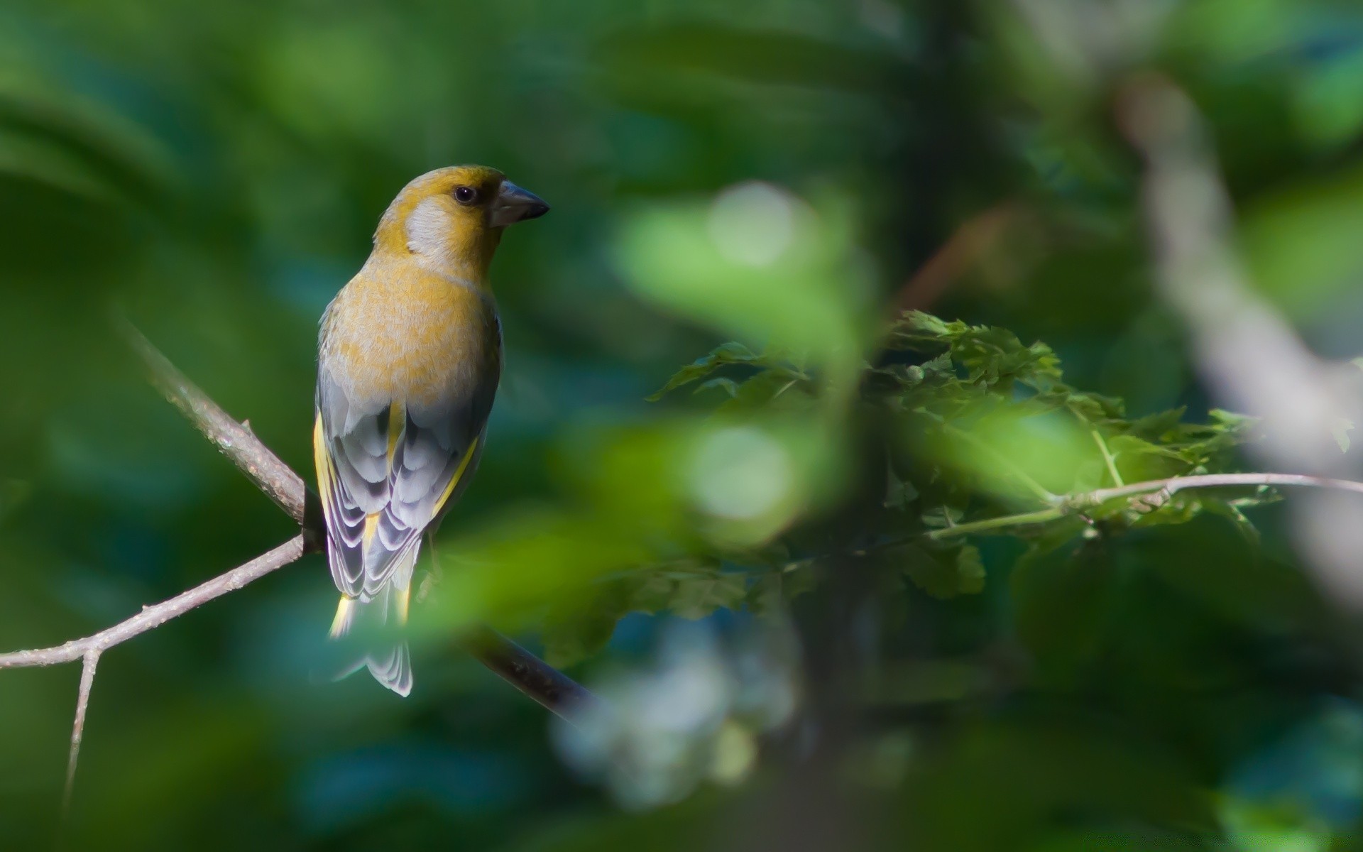 birds bird wildlife outdoors nature leaf blur animal wild wing avian