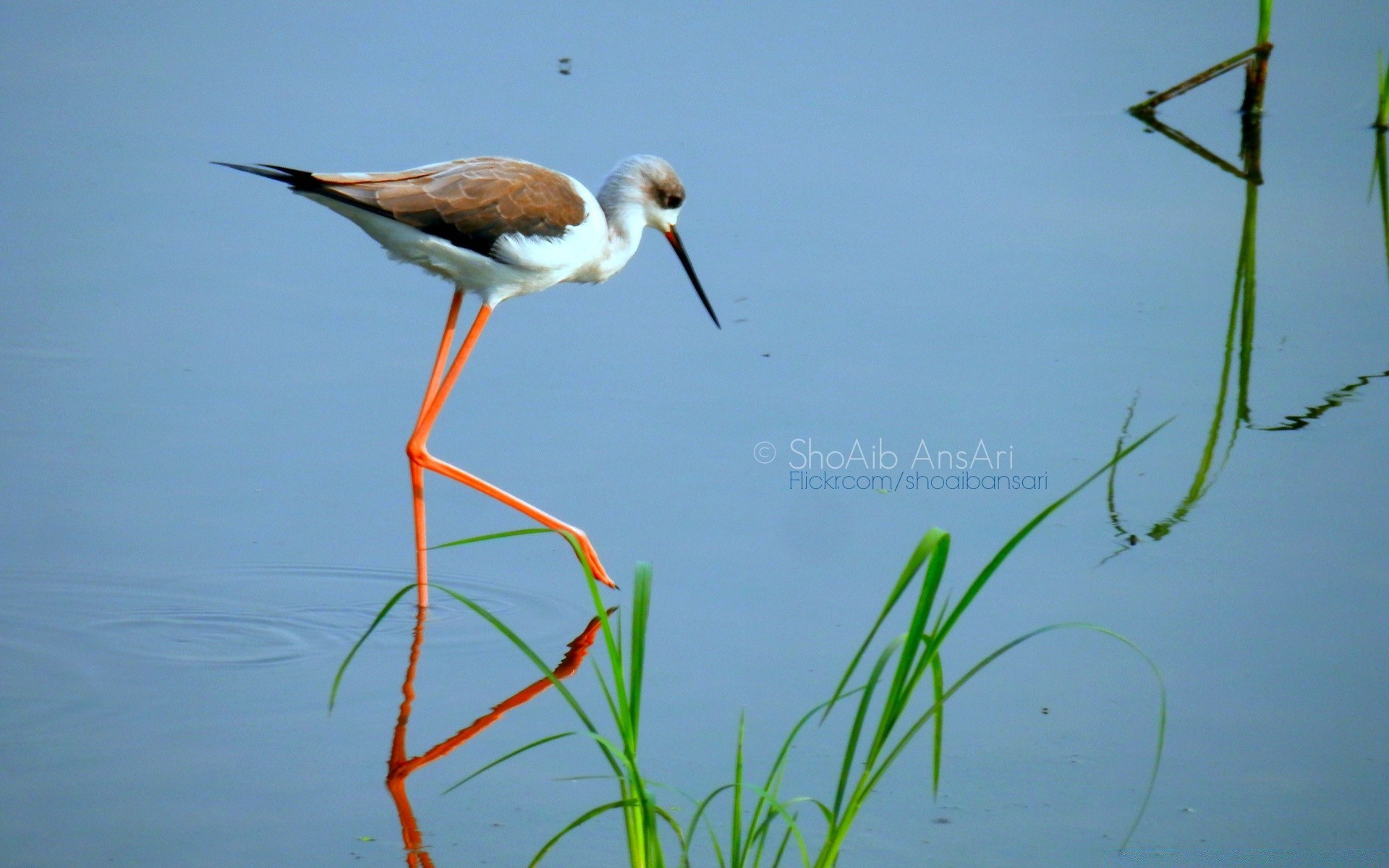 waterfowl wildlife bird outdoors nature