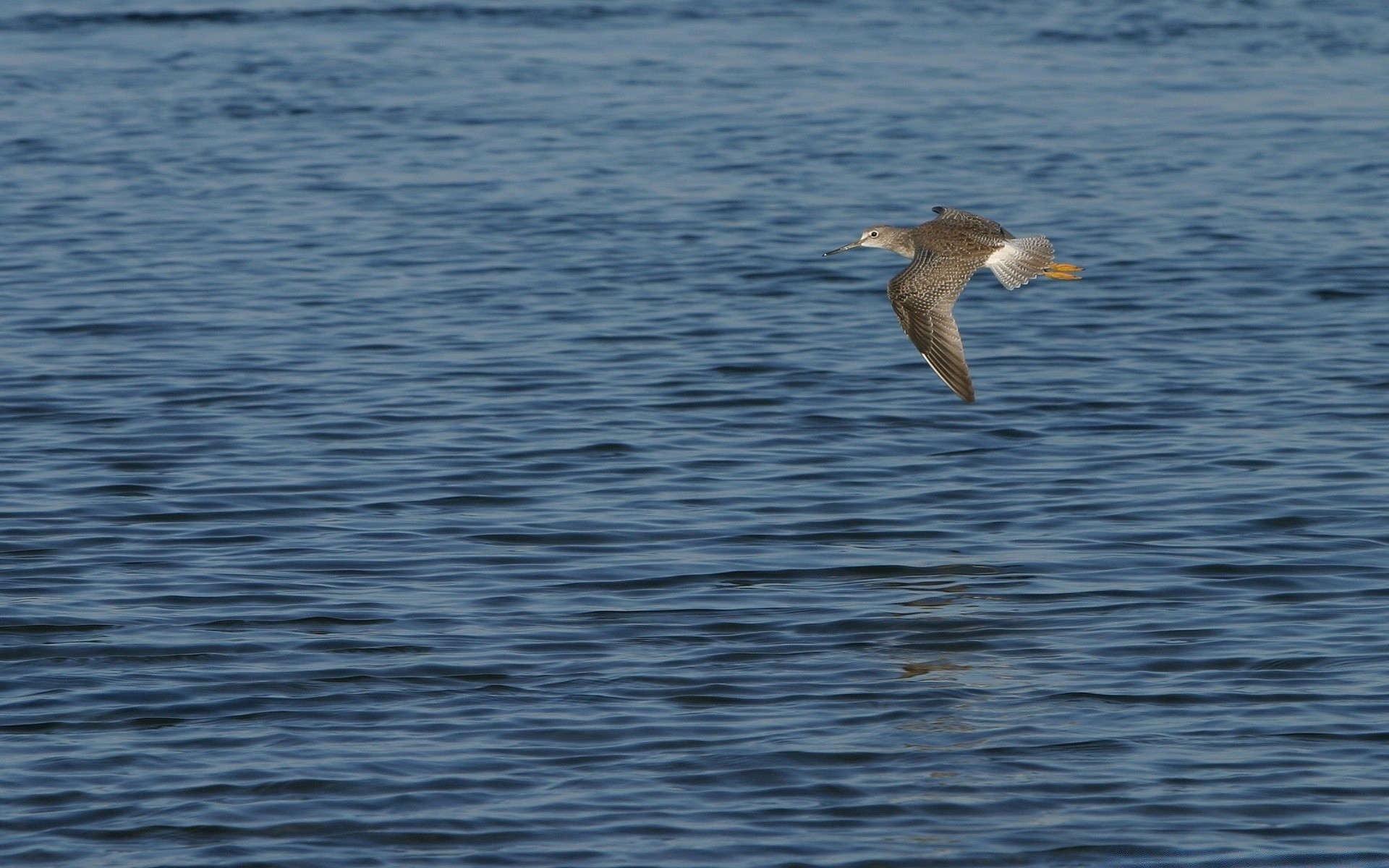 vögel wasser vogel meer natur im freien ozean möwen tierwelt see reflexion