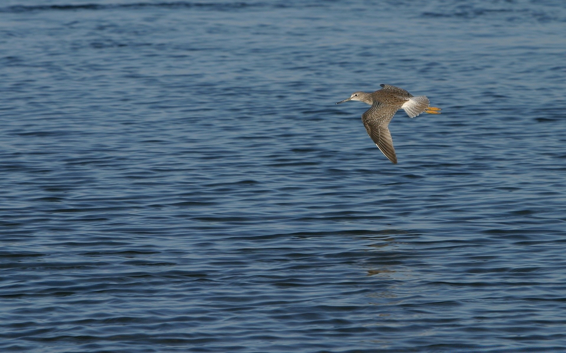 birds water bird sea nature outdoors ocean seagulls wildlife lake reflection